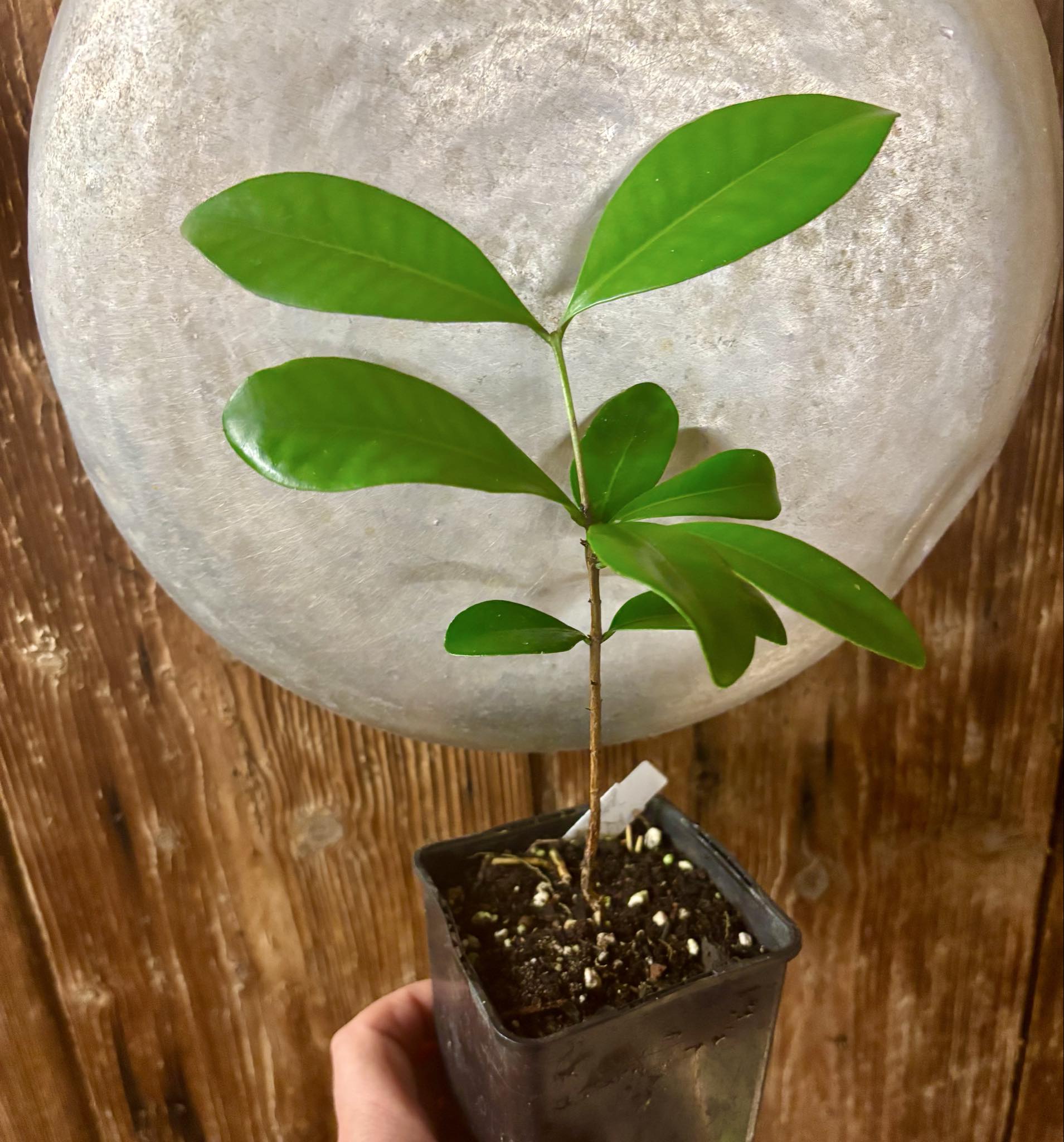 Myrcia sp Jequitinhonha - 1 potted seedling / 1 getopfter Sämling