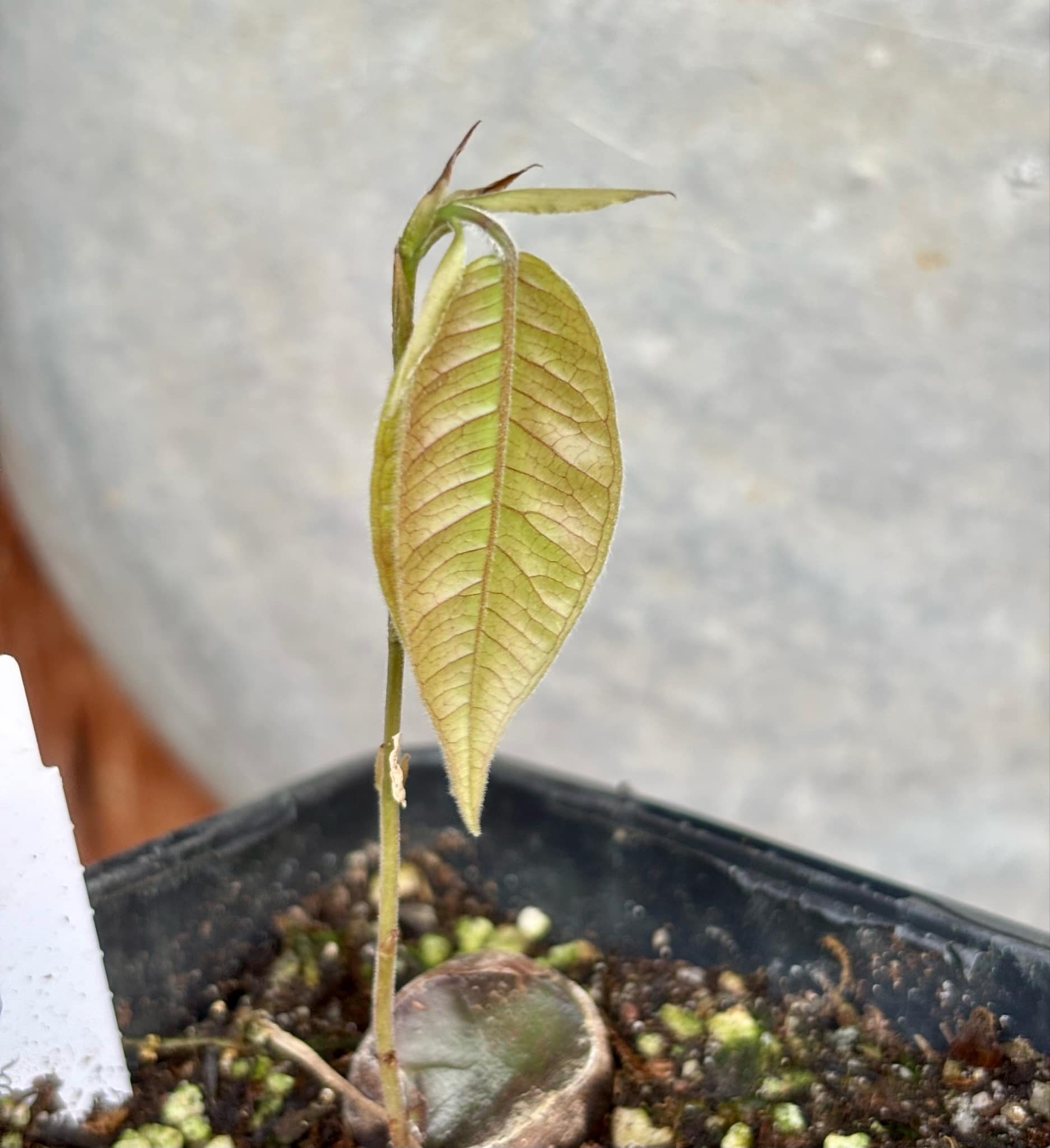 Plinia edulis - 1 small potted seedling / 1 kleiner, getopfter Sämling