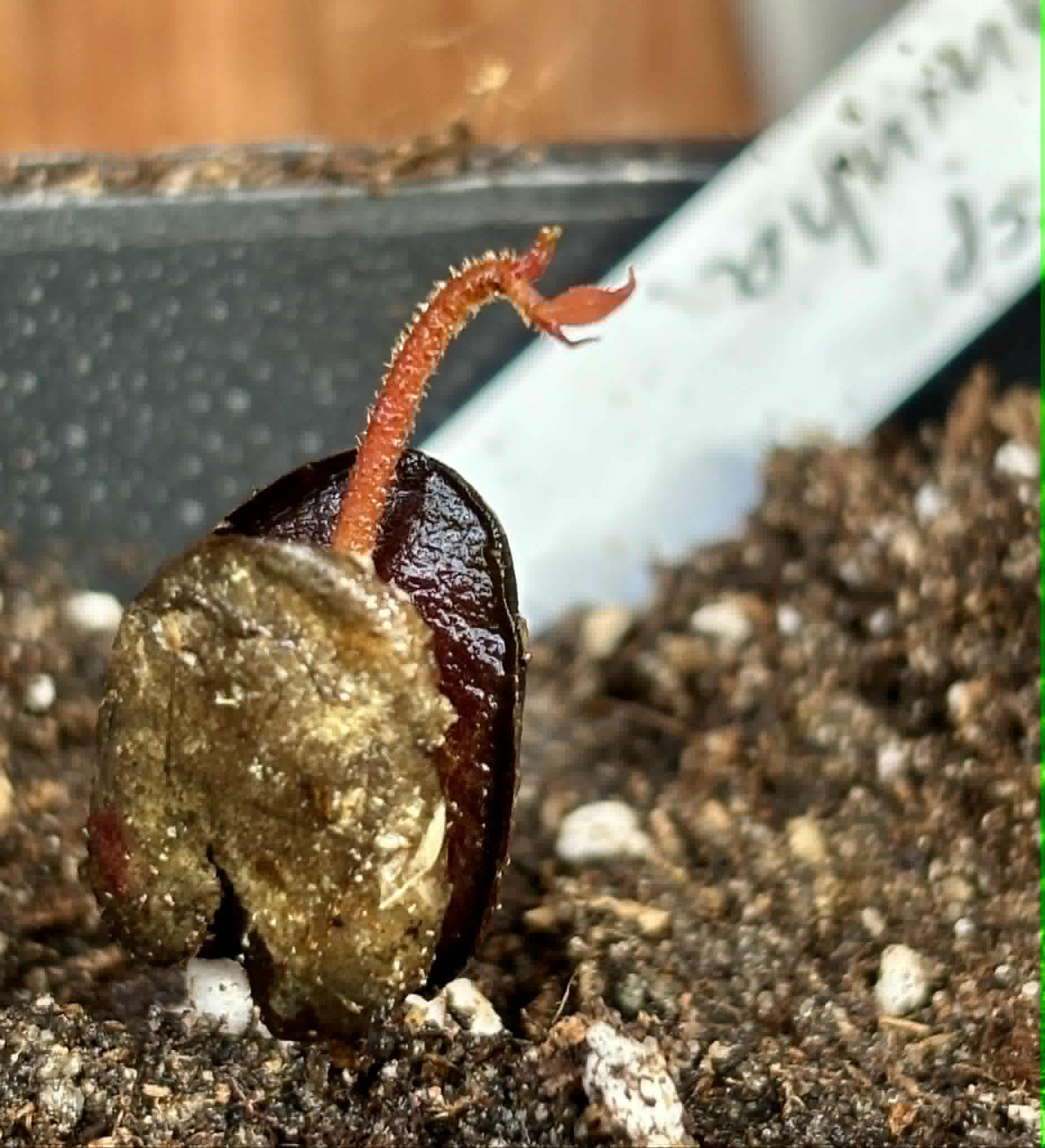 Inga sp Bananinha -  1 potted seedling  / 1 getopfter Sämling
