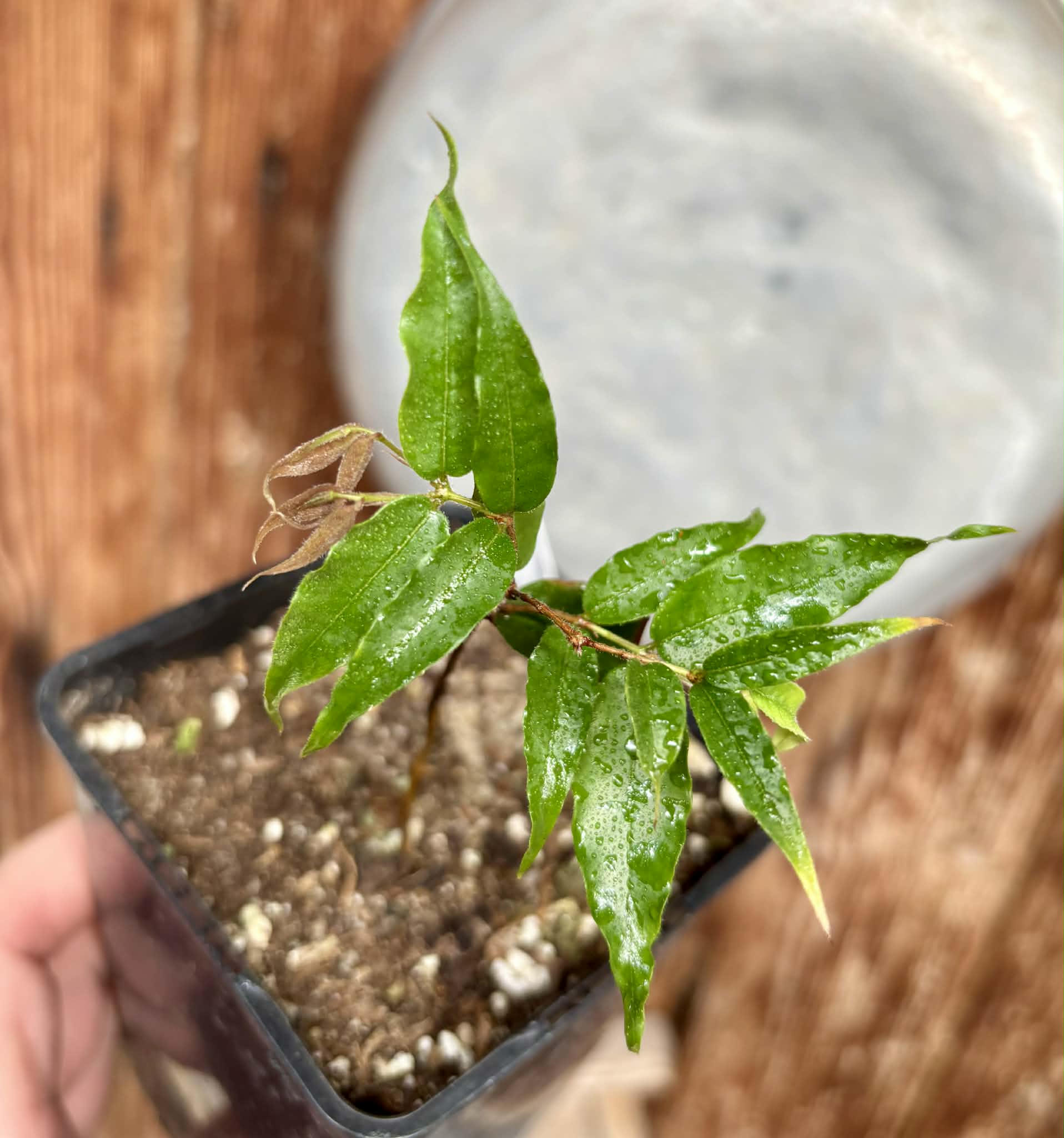 Plinia sp Dandara -  1 potted seedling / 1 getopfter Sämling