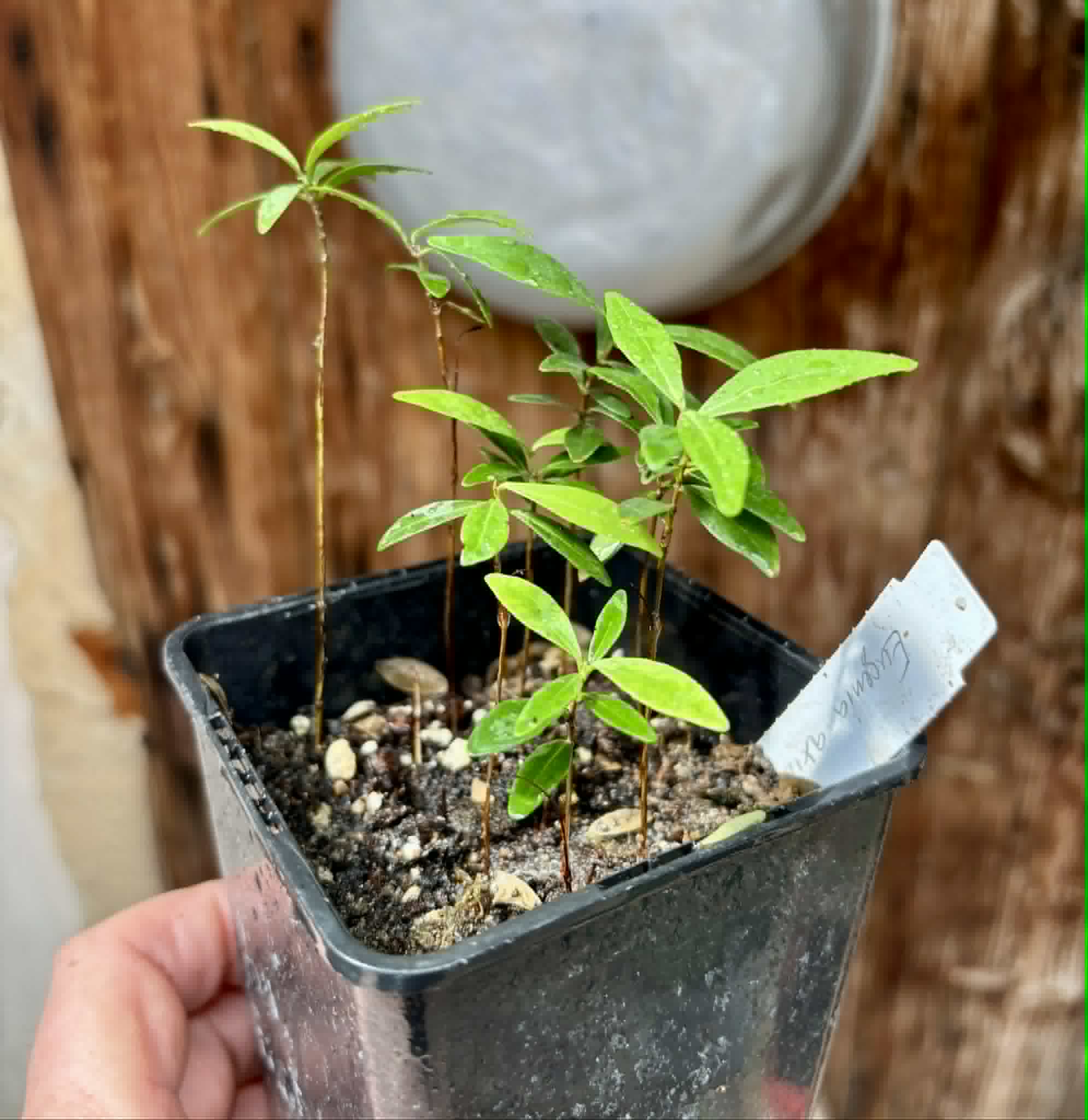  7 in 1 pot - Eugenia axillaris  - White Stopper - 7 seedlings in one pot / 7 Sämlinge in einem Topf