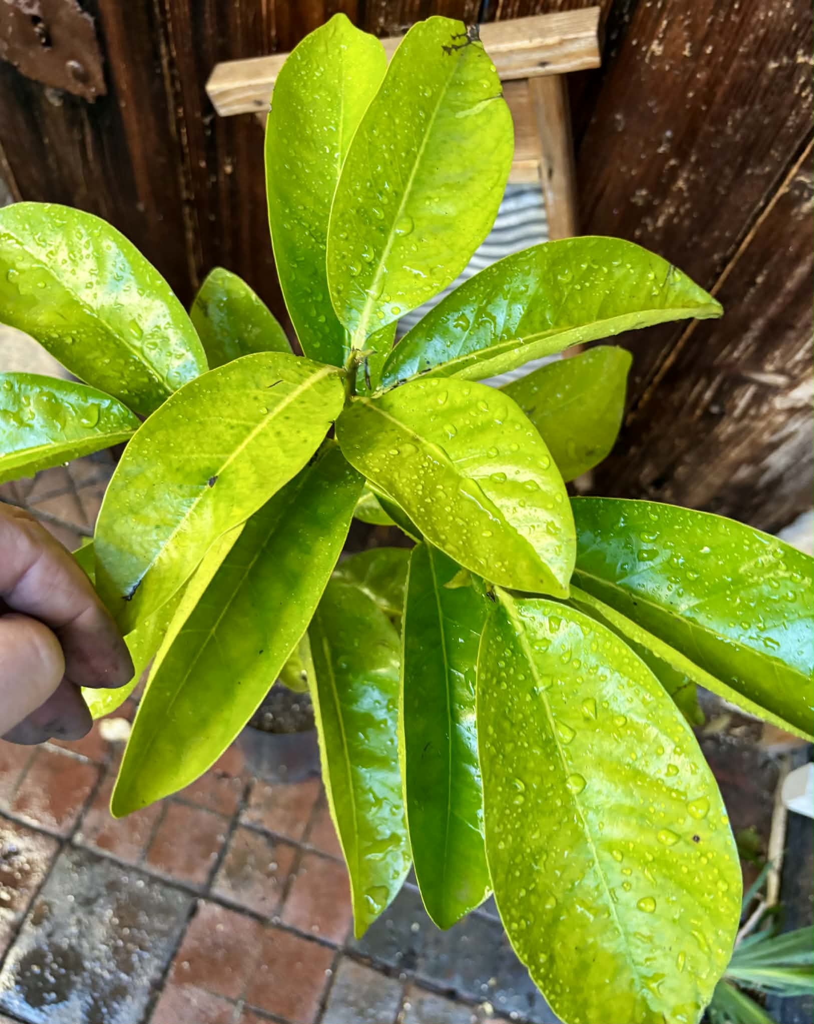 4 years old - Diospyros nigra - Black Sapote Nr.1 - 1 potted plant / 1 getopfte Pflanze