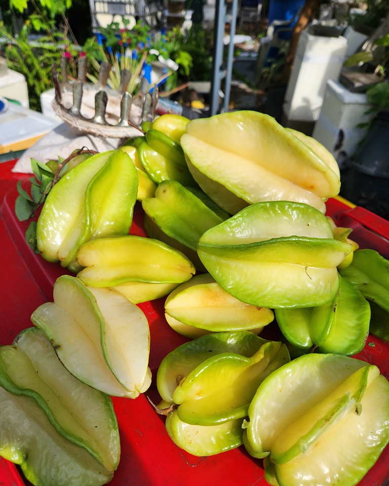 Carambola var. Fwang Tung - 1 potted plant / 1 getopfte Pflanze