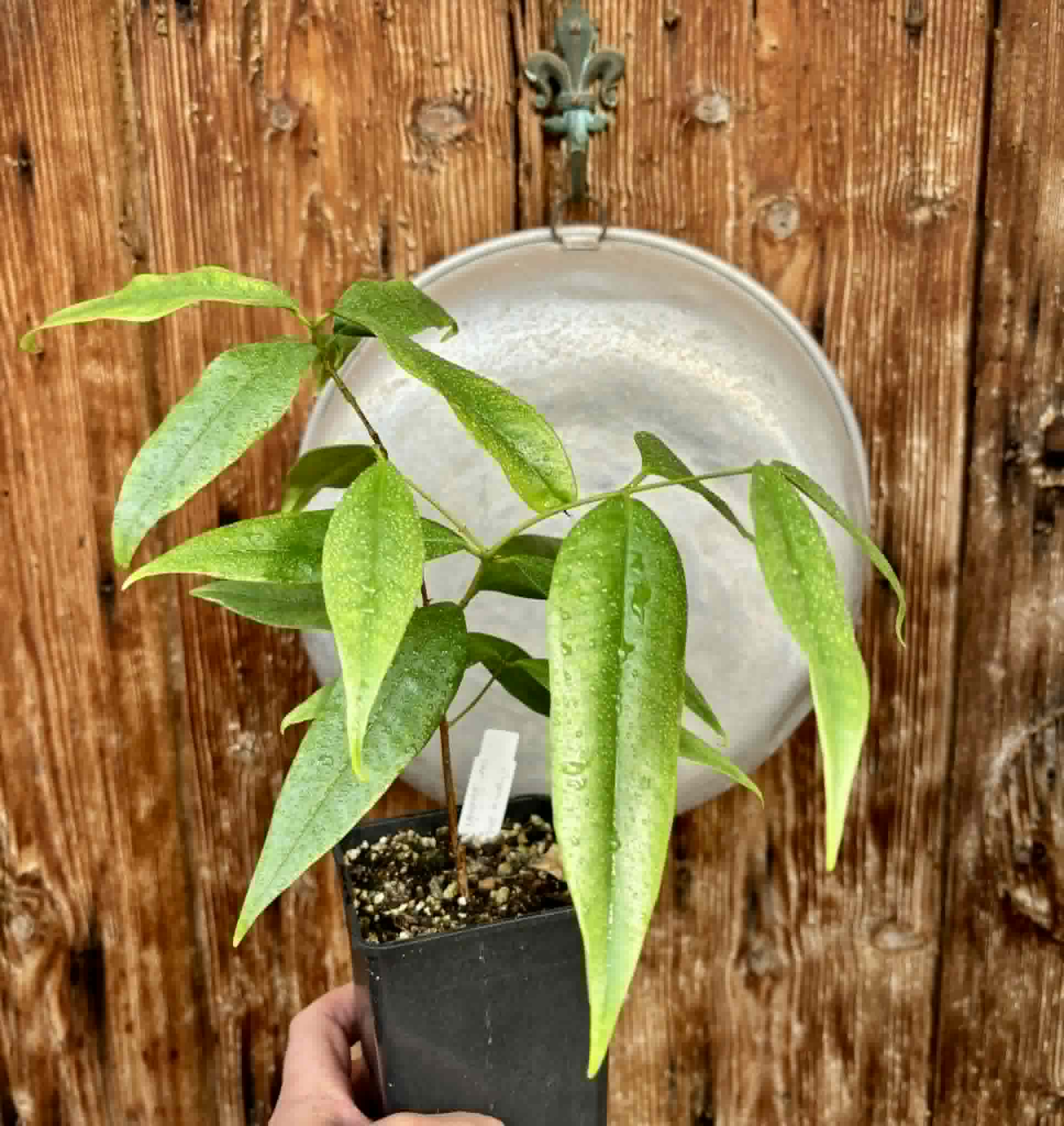 Eugenia bahiensis var. Sementes pintada  - 1 potted plant / 1 getopfte Pflanze