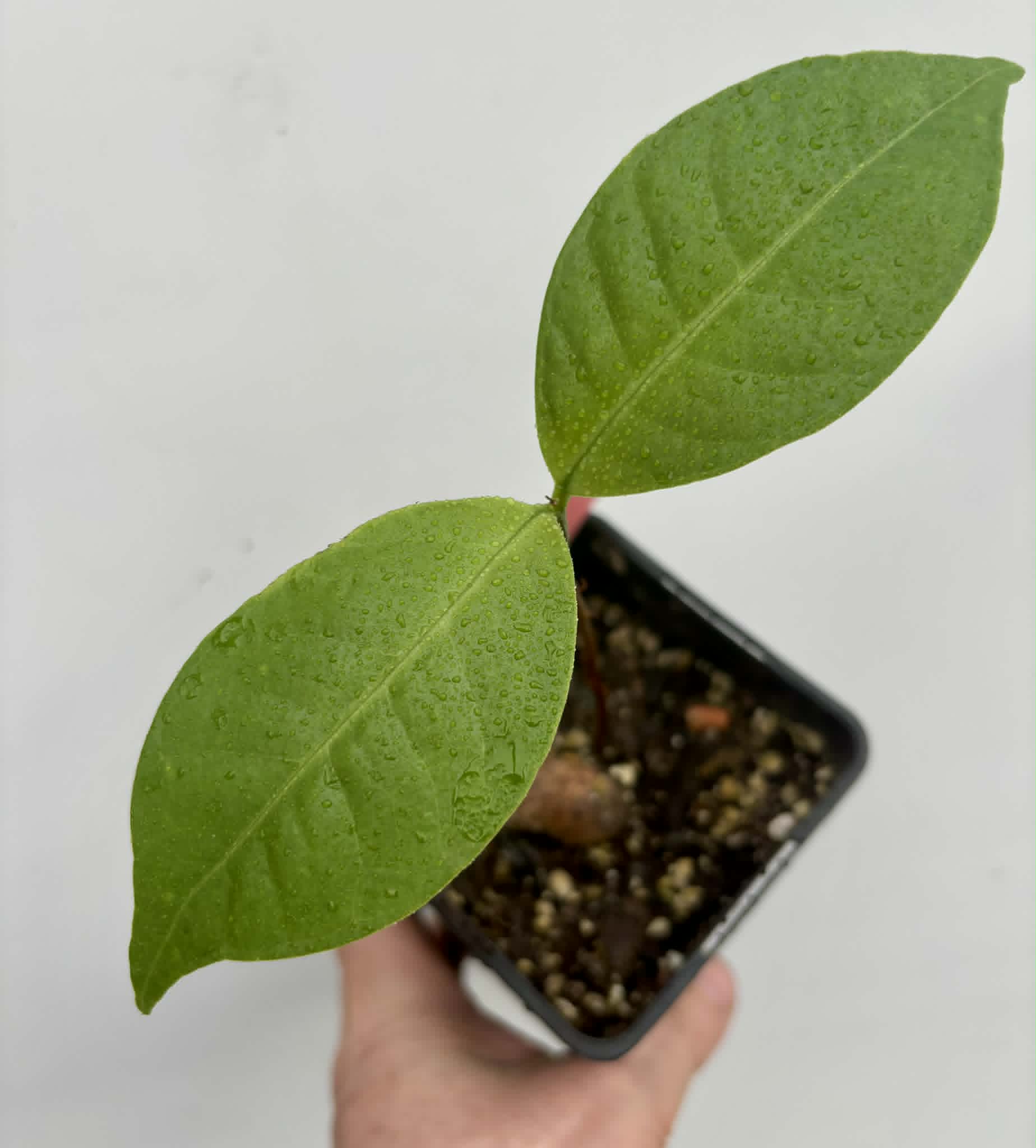 Eugenia sp Terebinthina - 1 potted seedling / 1 getopfter Sämling