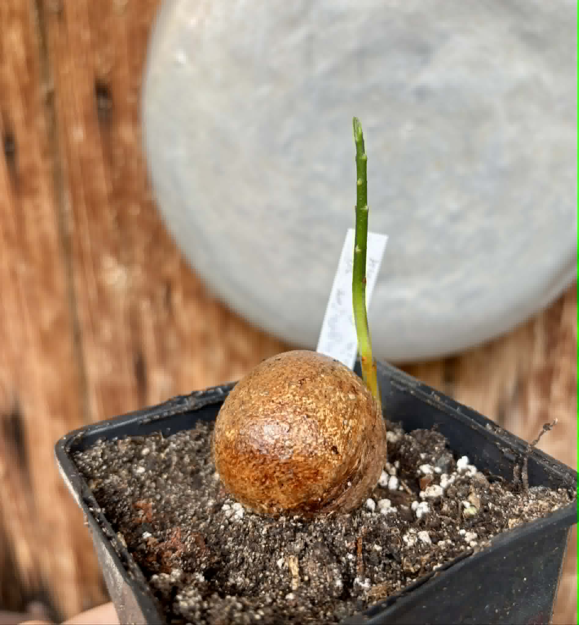 Eugenia sp Laranja Camamu - 1 potted seedling / 1 getopfter Sämling