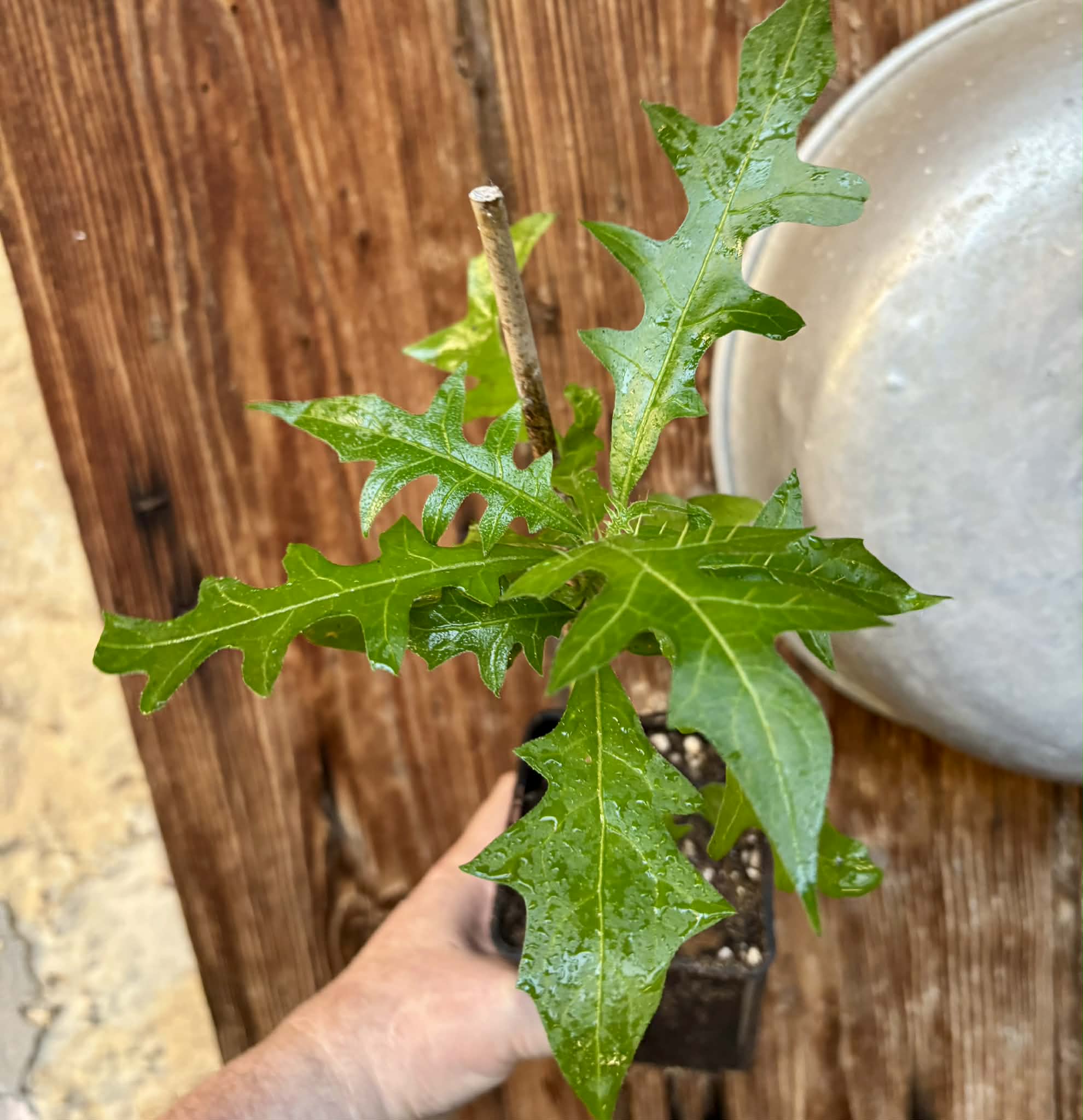 Juá do Jequitinhonha (Solanum schizandrum) - 1 potted seedling / 1 getopfter Sämling