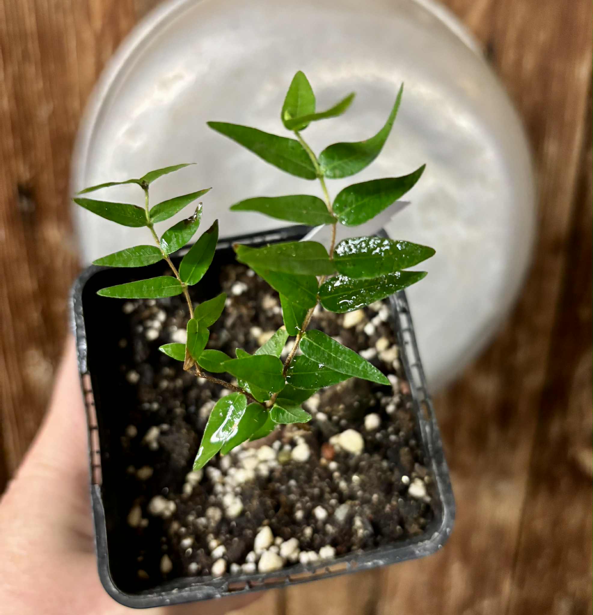 Myrciaria cuspidata BLACK - 1 potted seedling / 1 getopfter Sämling