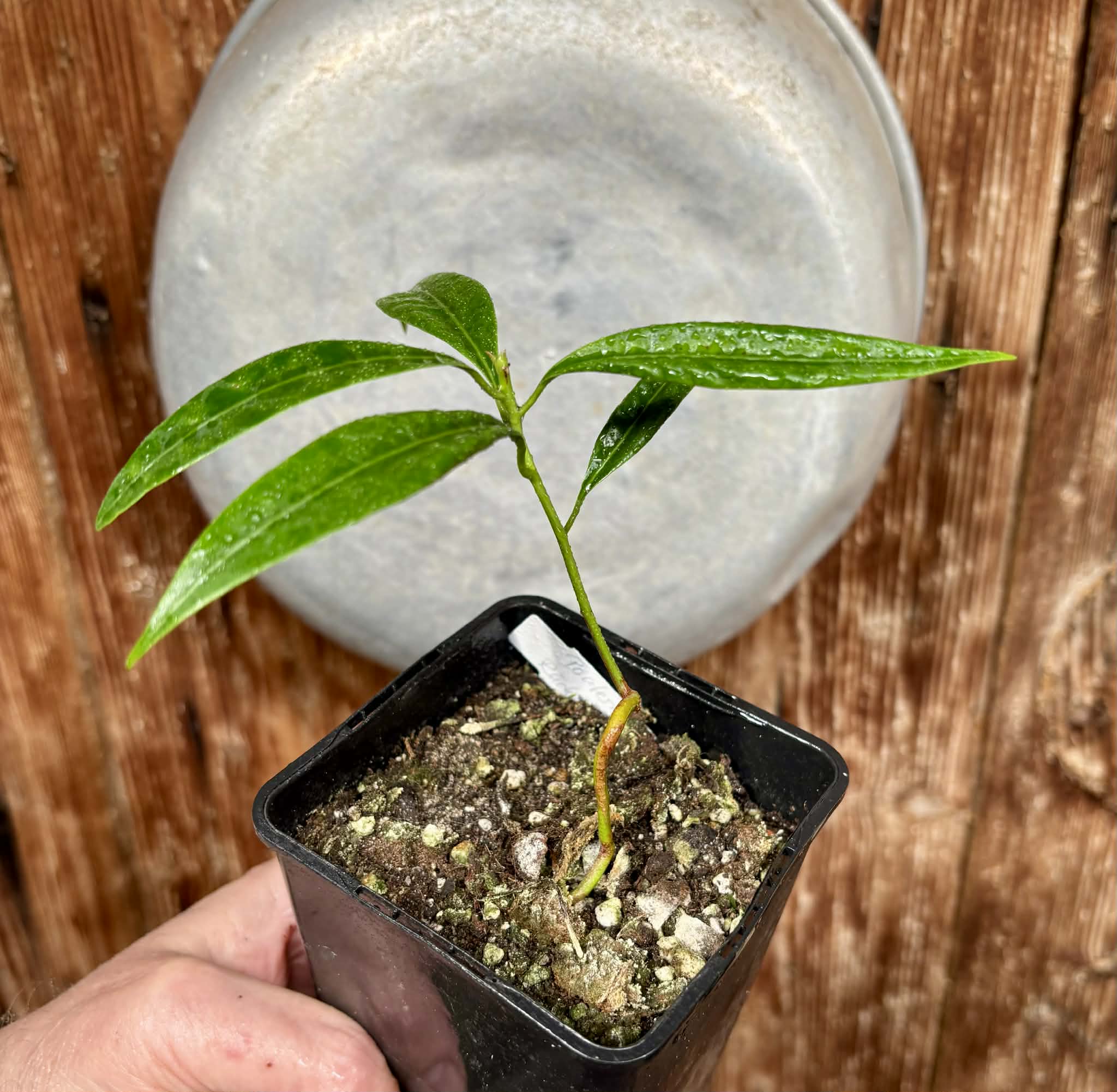 Pouteria macahensis - 1 potted seedling / 1 getopfter Sämling