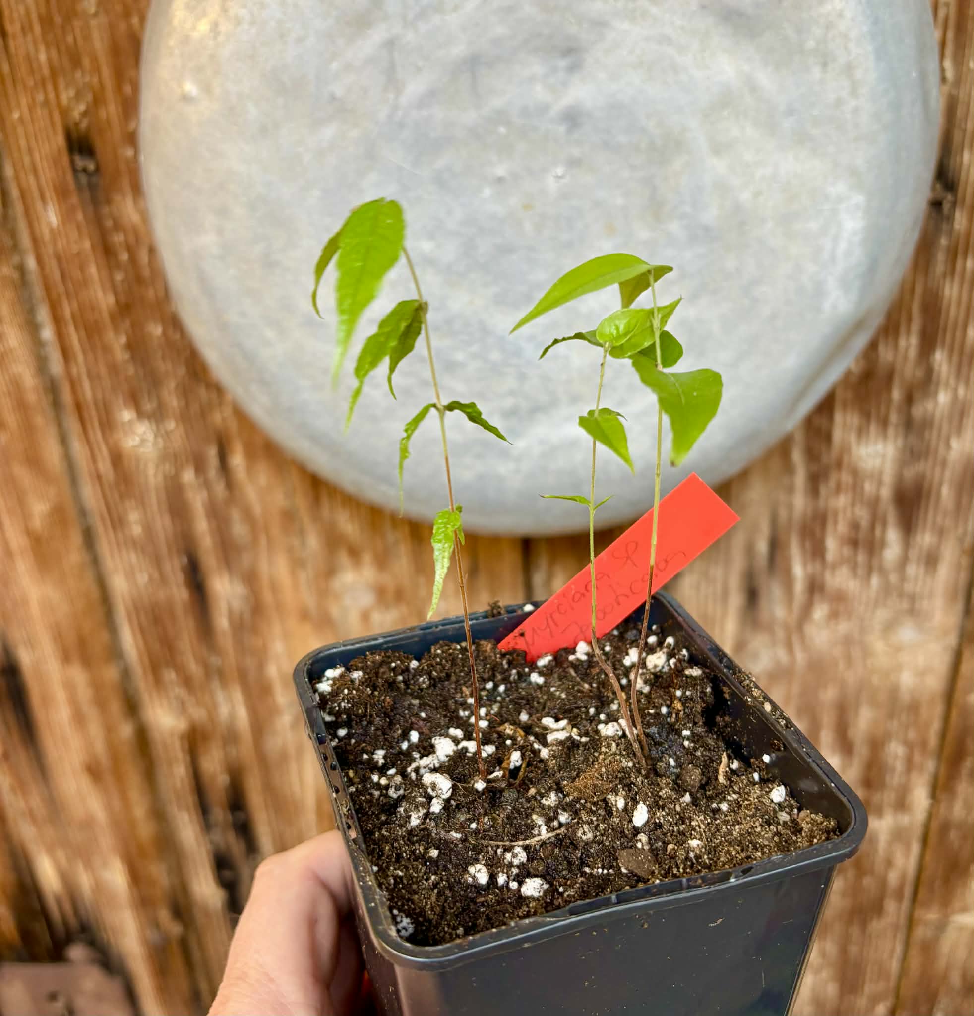 2 in one pot - Myrciaria sp Jaboticaba - 1 potted plant / 1 getopfte Pflanze Kopie