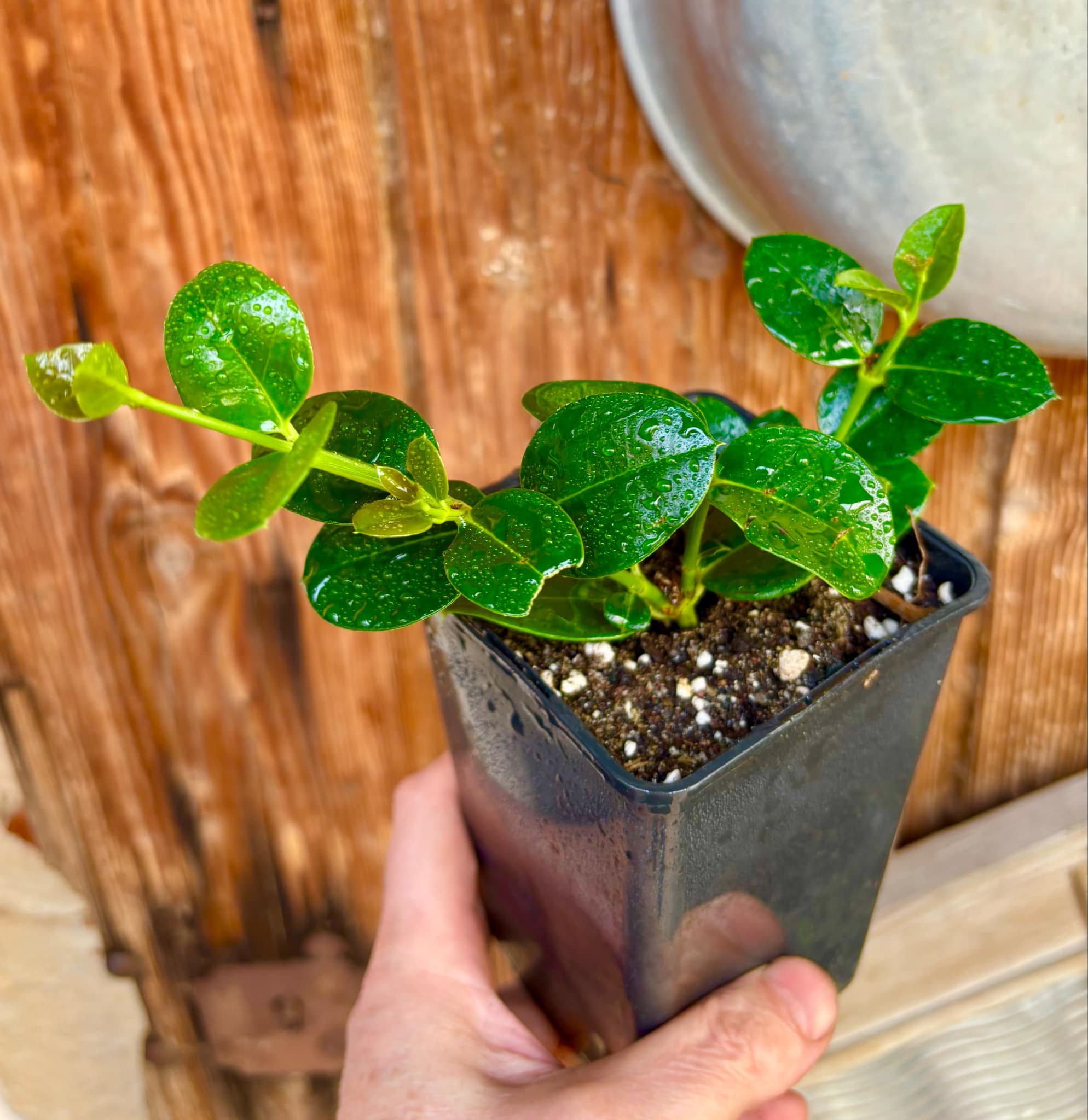 Carissa macrocarpa - Natal Plum - rooted cutting - 1 potted rooted cutting / 1 getopfter, bewurzelter Steckling