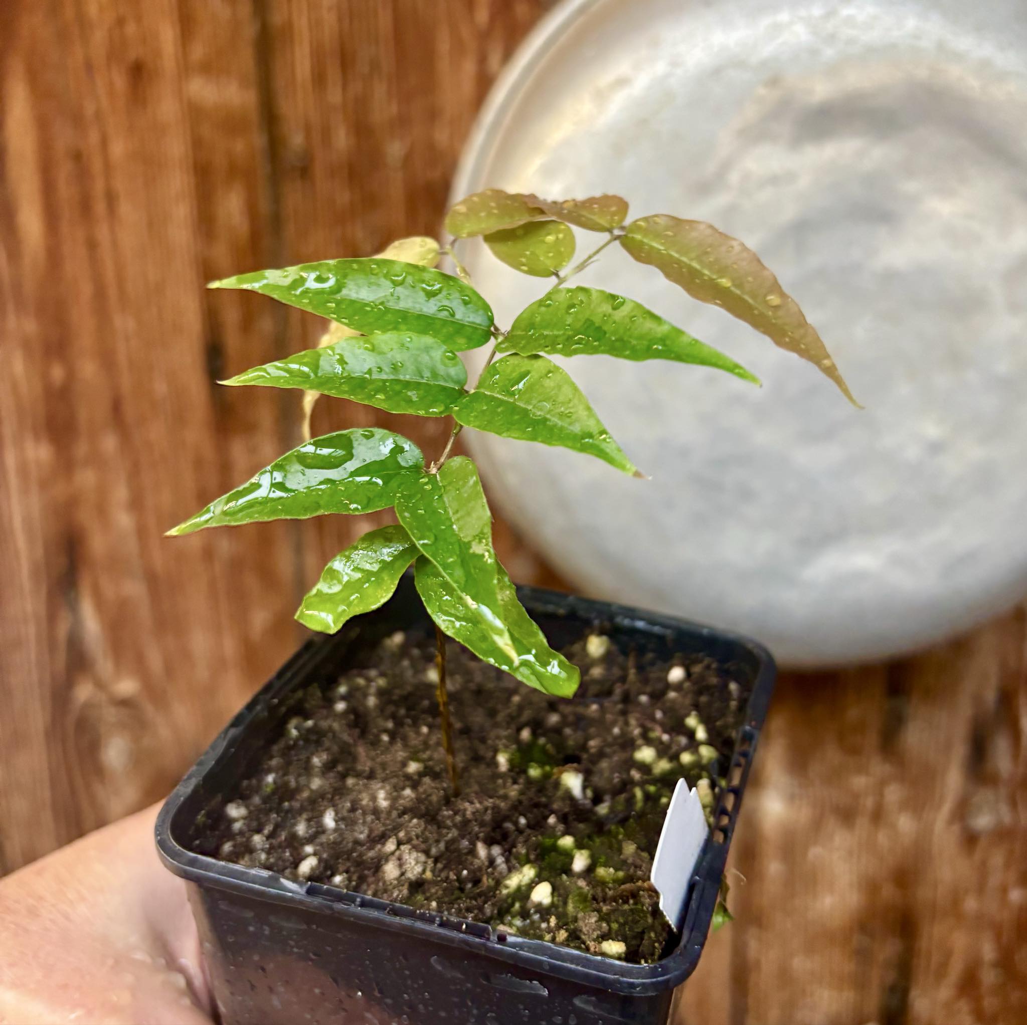 Jaboticaba - Plinia sp Rajada Cabo longo verde - 1 potted seedling / 1 getopfter Sämling Jaboticaba - Plinia sp Rajada Cabo longo verde - 1 potted seedling / 1 getopfter Sämling