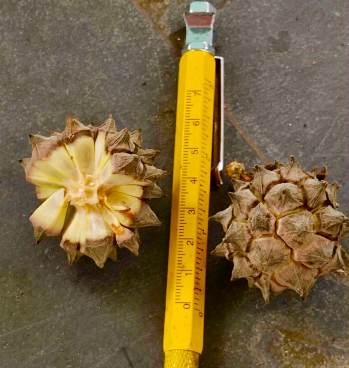 Duguetia bahiensis  - 1 fresh seed / 1 frischer Samen