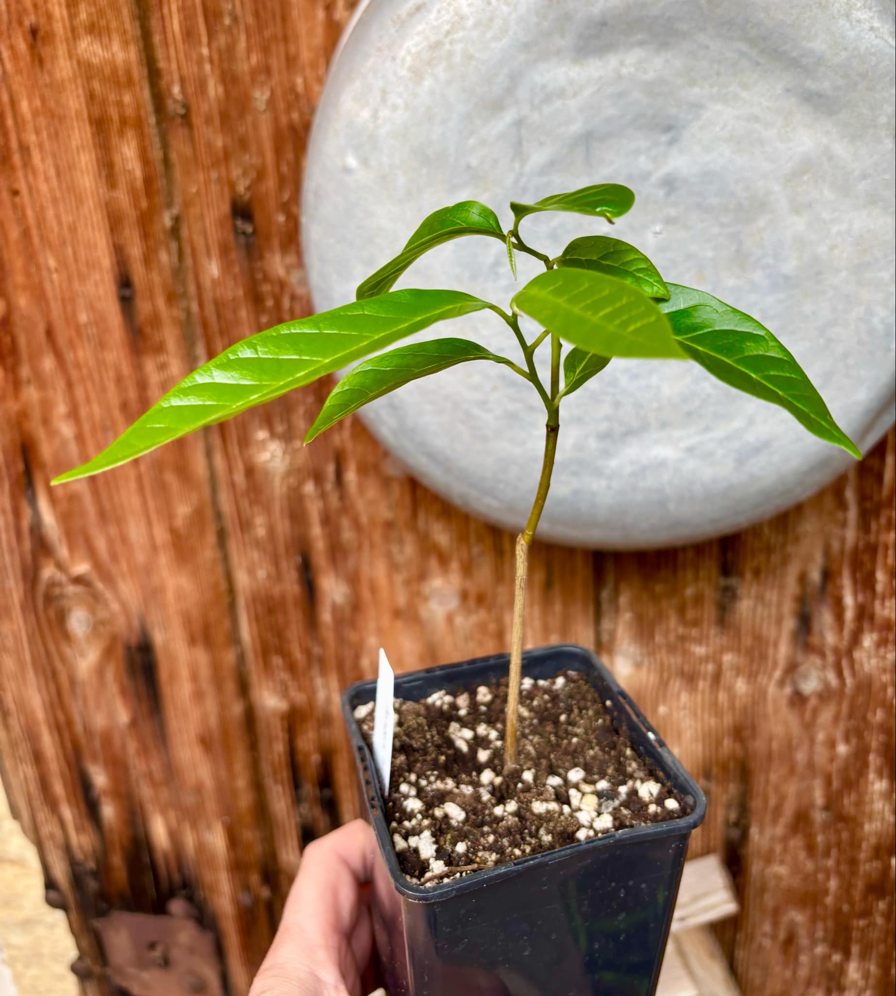 Annona reticulata big pink-red variety - 1 potted plant / 1 getopfte Pflanze