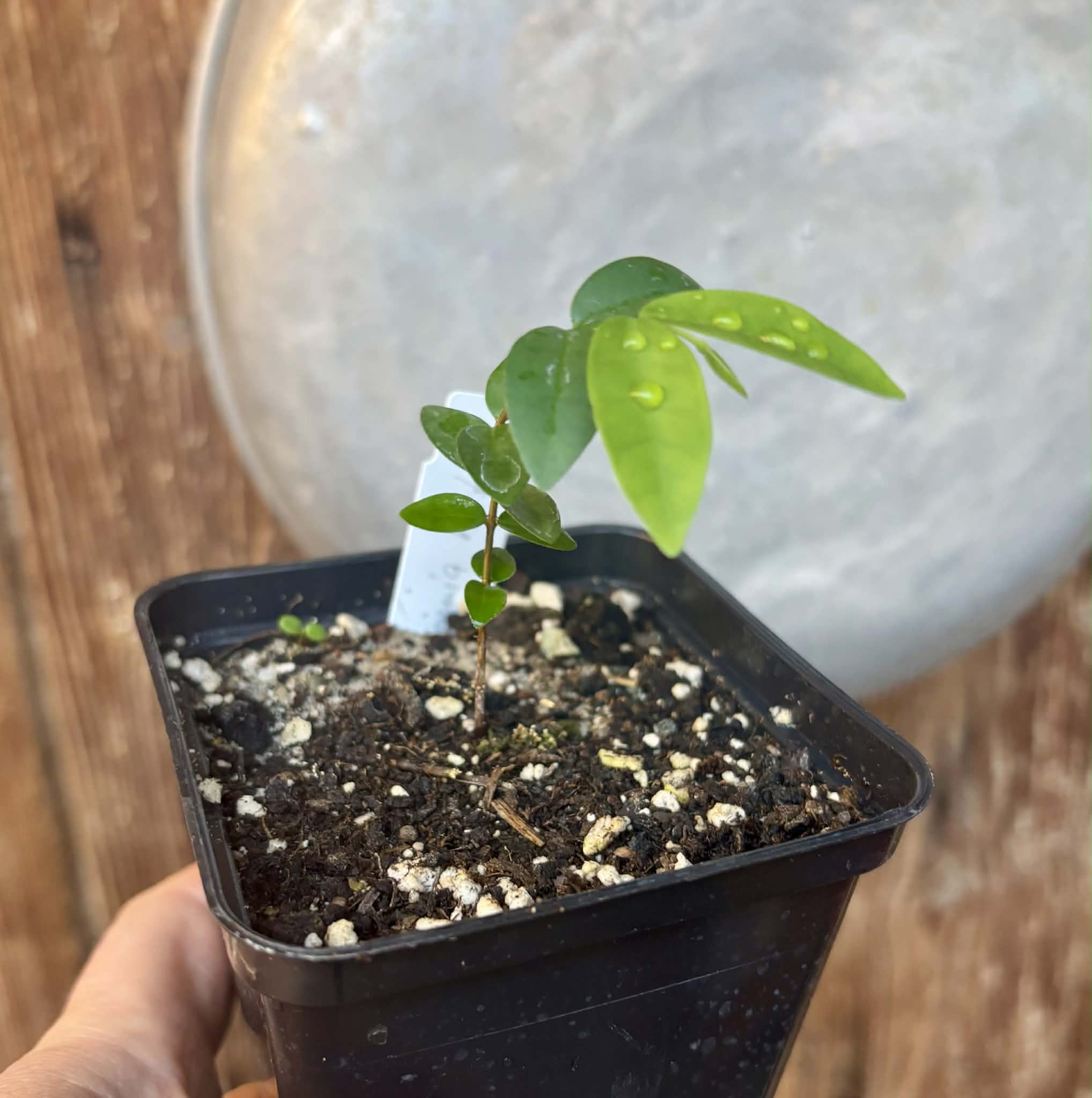 Eugenia hirta - 1 potted seedling/ 1 getopfter Sämling