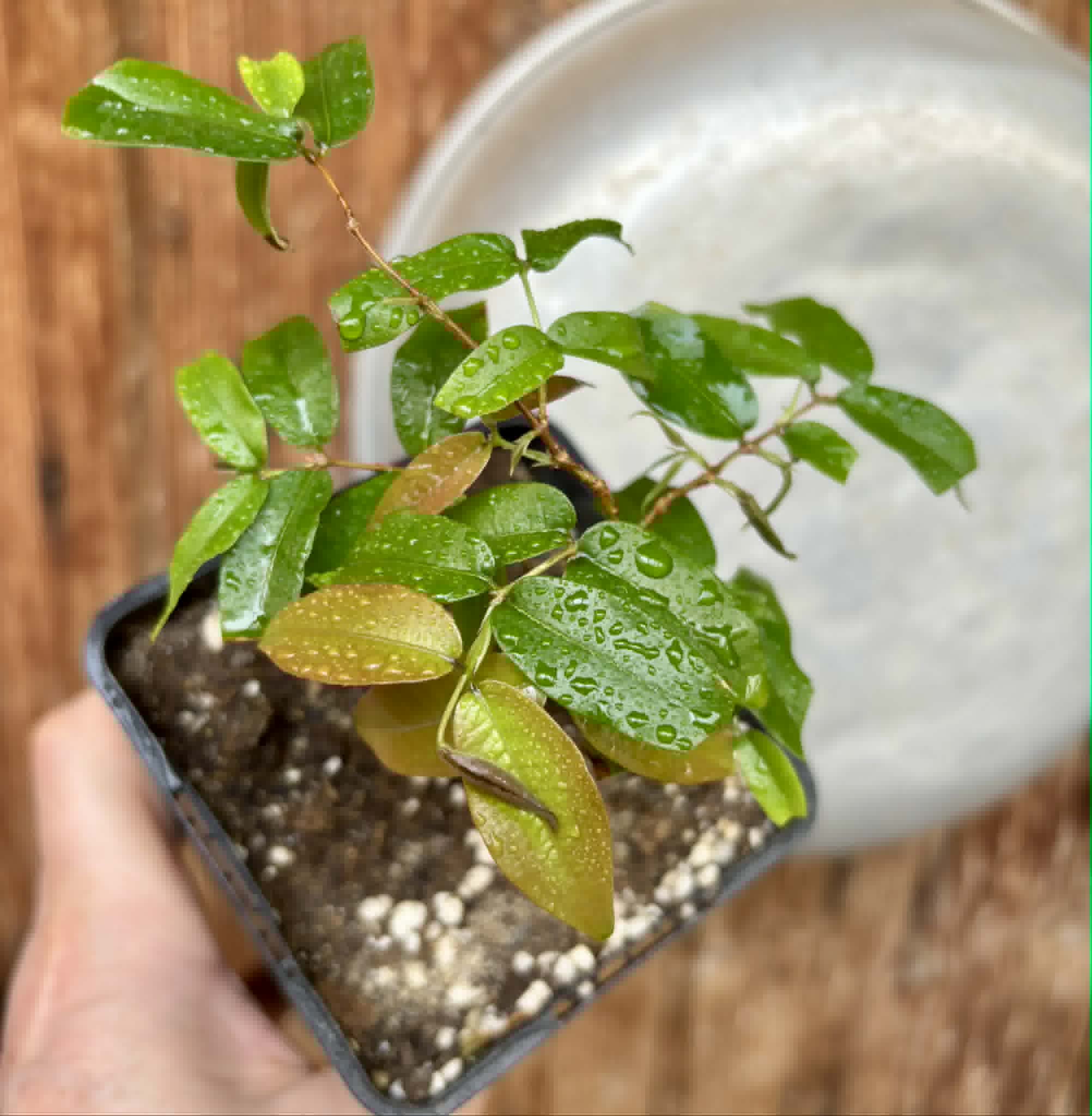 Plinia sp Giant Piray Argentina - 1 potted plant / 1 getopfte Pflanze