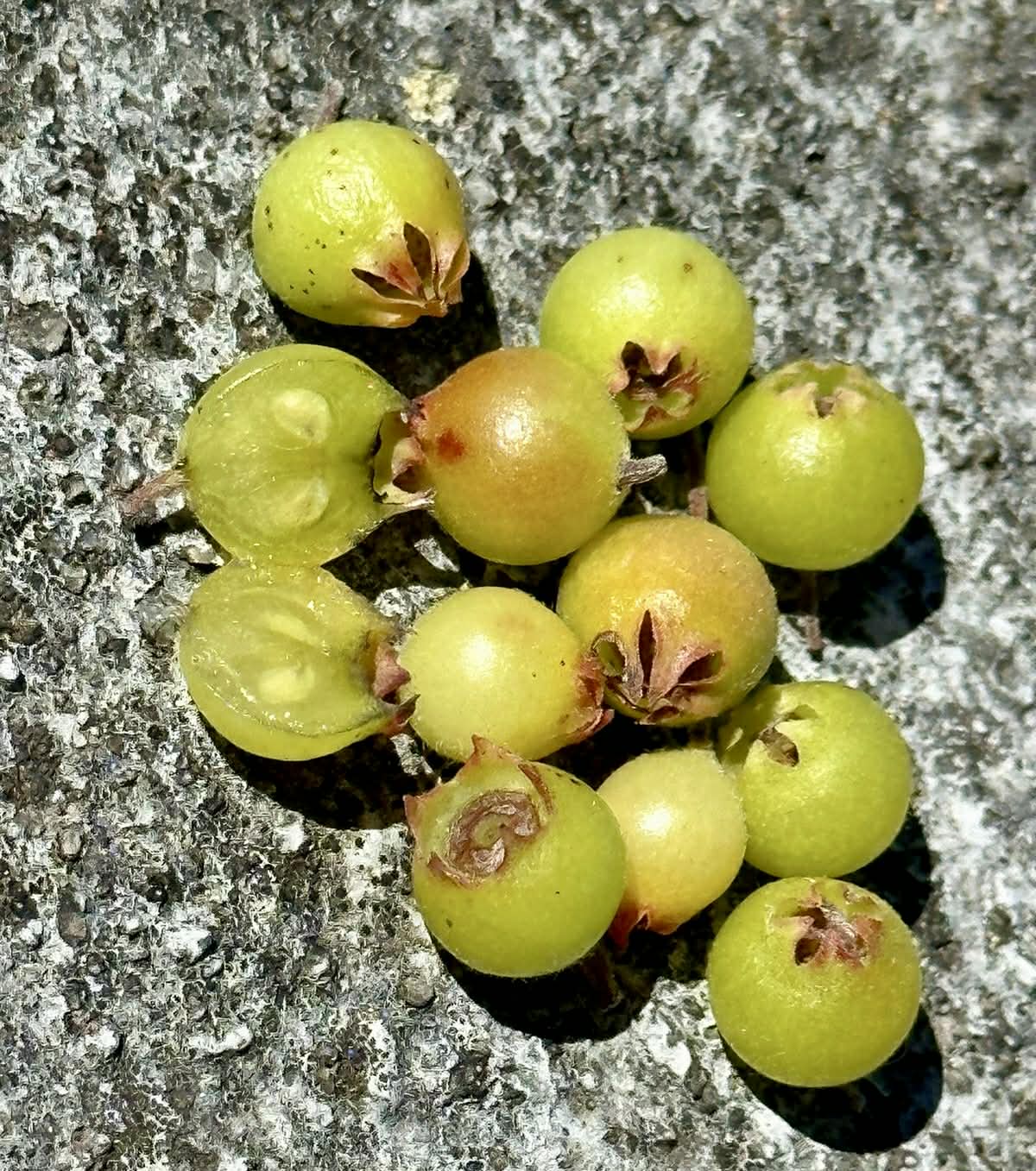 Gaylussacia decipiens - 1 fresh seed / 1 frischer Samen