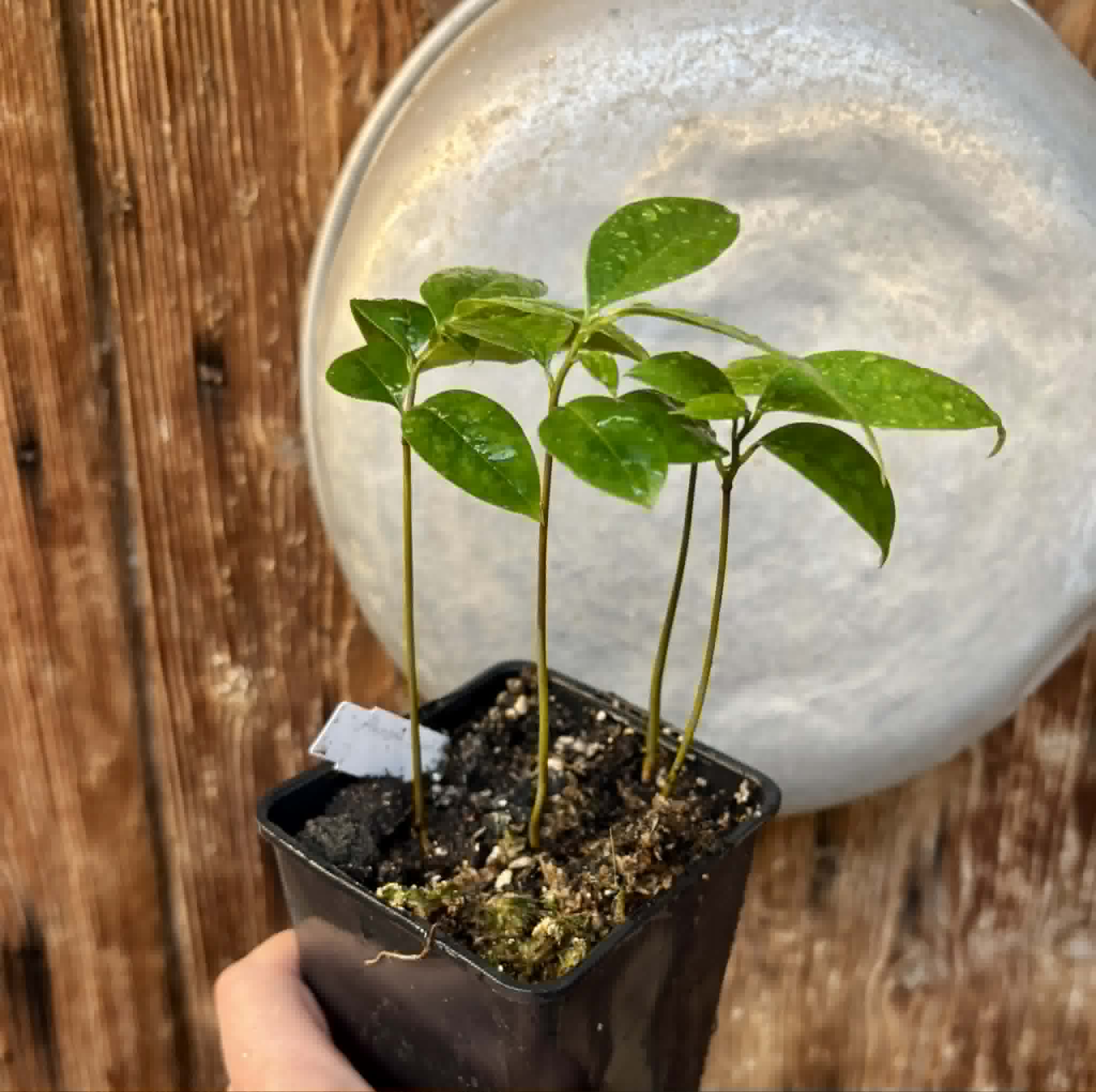 4 in 1 pot - Annona muricata - Soursop / Stachelannone - 4 seedlings in one pot / 4 Sämlinge in einem Topf