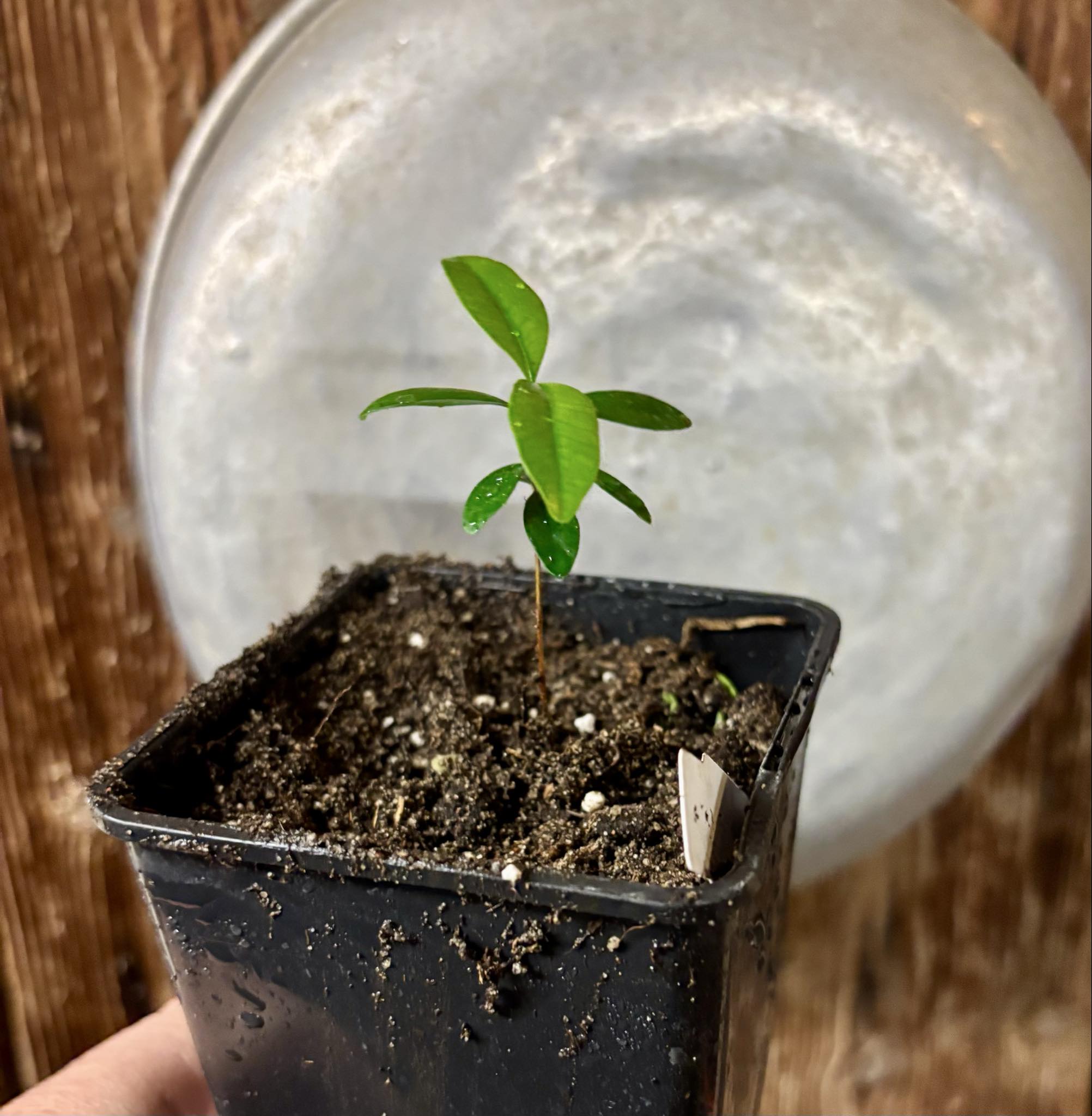 Eugenia sp Nova Rio Guari - 1 potted seedling / 1 getopfter Sämling