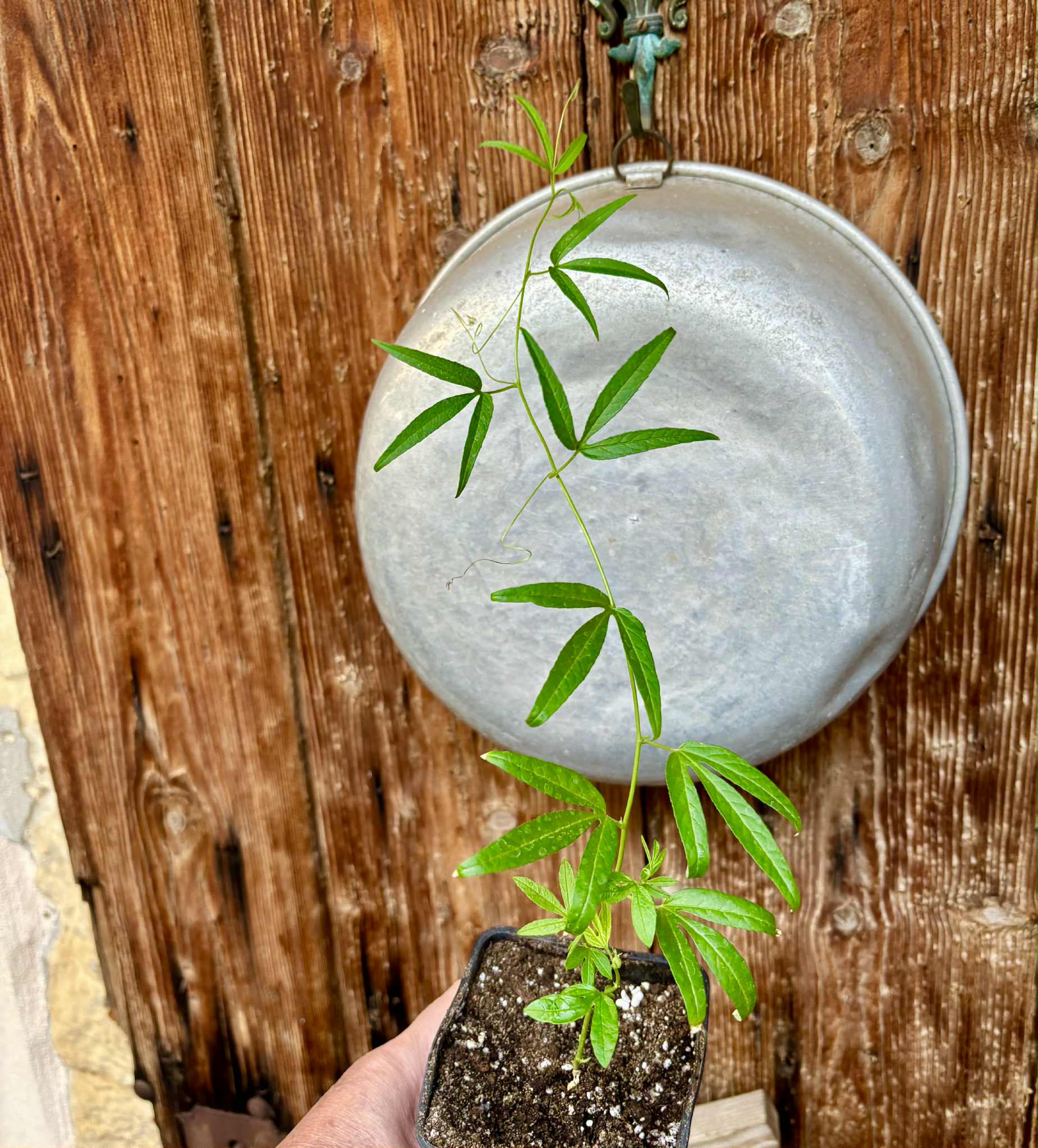 Maracuja do Cerrado (Passiflora cincinnata) - 1 small potted seedling / 1 kleiner, getopfter Sämling