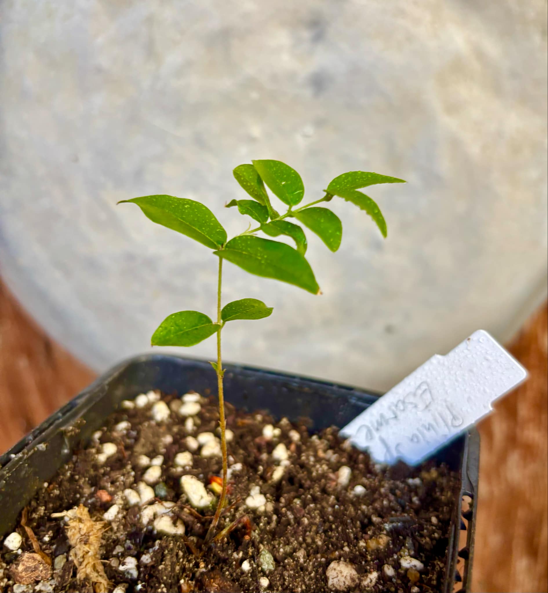 Jaboticaba - Plinia sp Esarme -  1 small potted seedling / 1 kleiner, getopfter Sämling