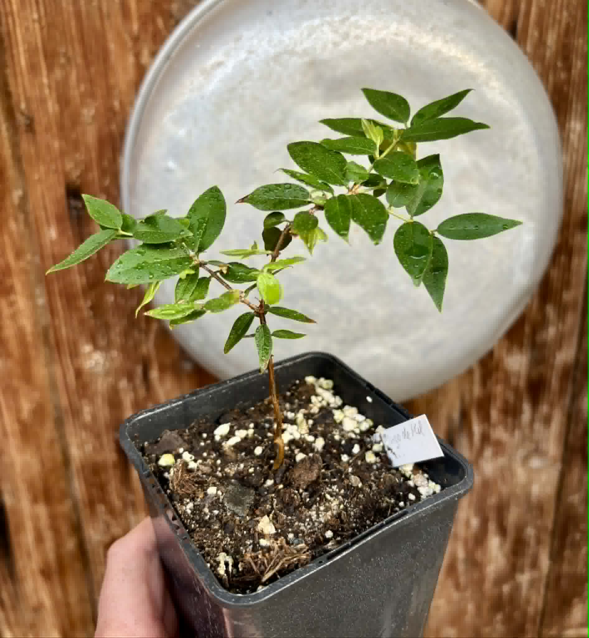 Jaboticaba - Plinia sp Pingo de Mel (Vilela A3) -  1 potted seedling / 1  getopfter Sämling