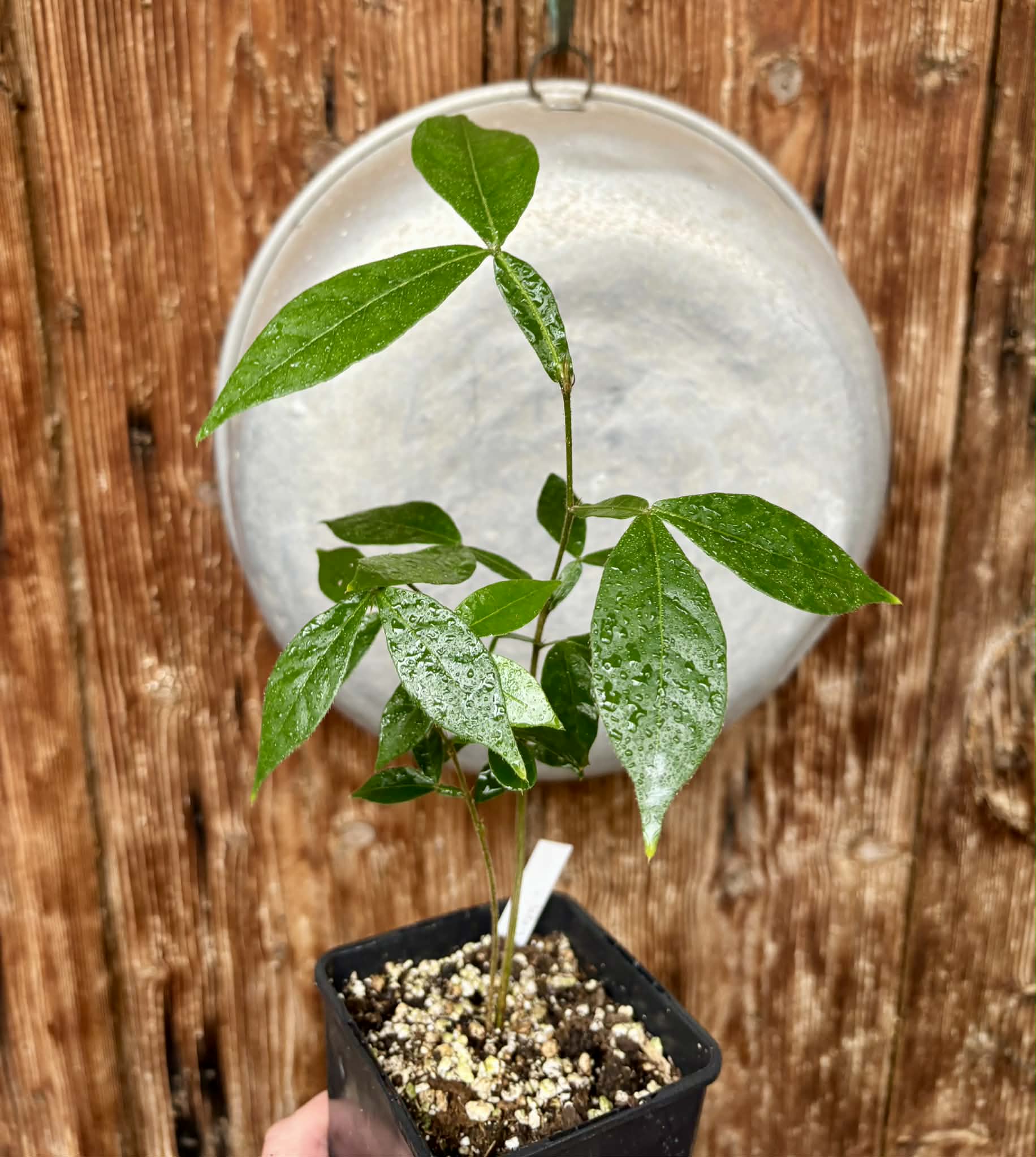Inga vera  - 1 potted plant / 1 getopfte Pflanze
