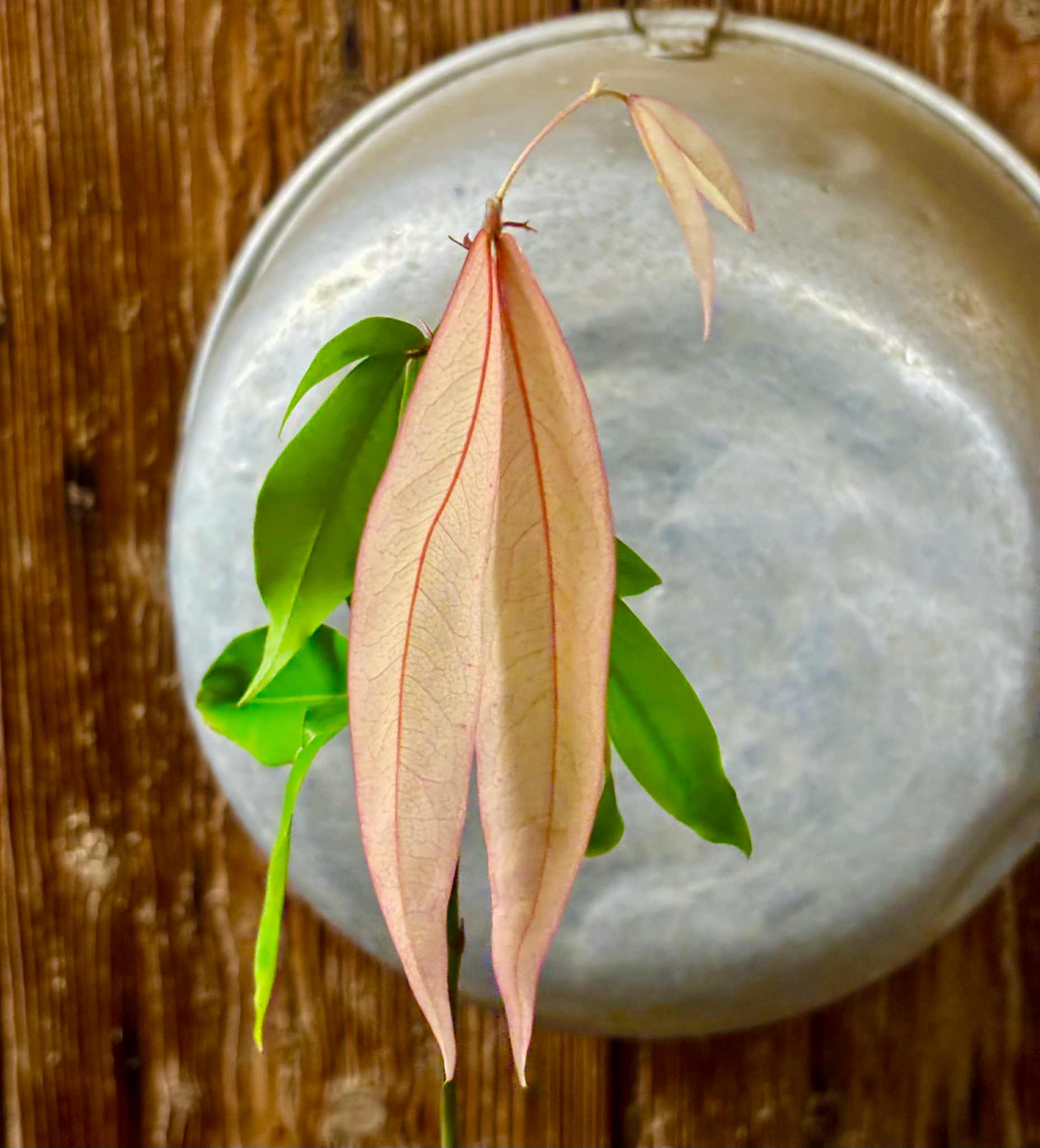 Cynometra malaccensis -  1 potted seedling / 1 getöpfter Sämling