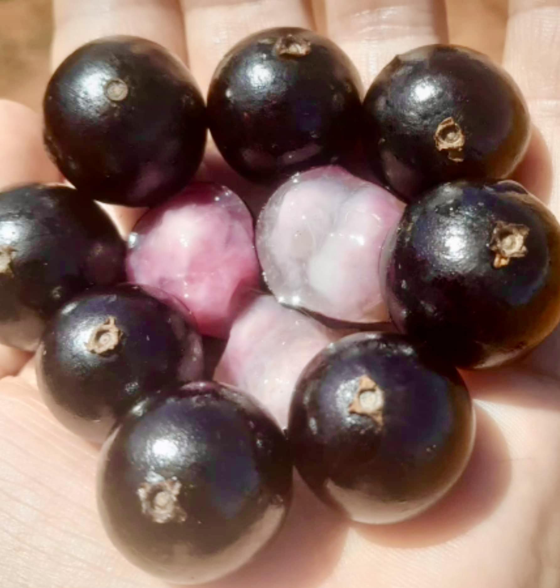 Collection of 5 Jaboticaba -  5 different potted Plinia / 5 verschiedene, getopfte Plinia