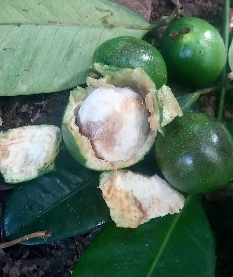 Pre Order - Garcinia bahiensis - 1 fresh seed / 1 frischer Samen