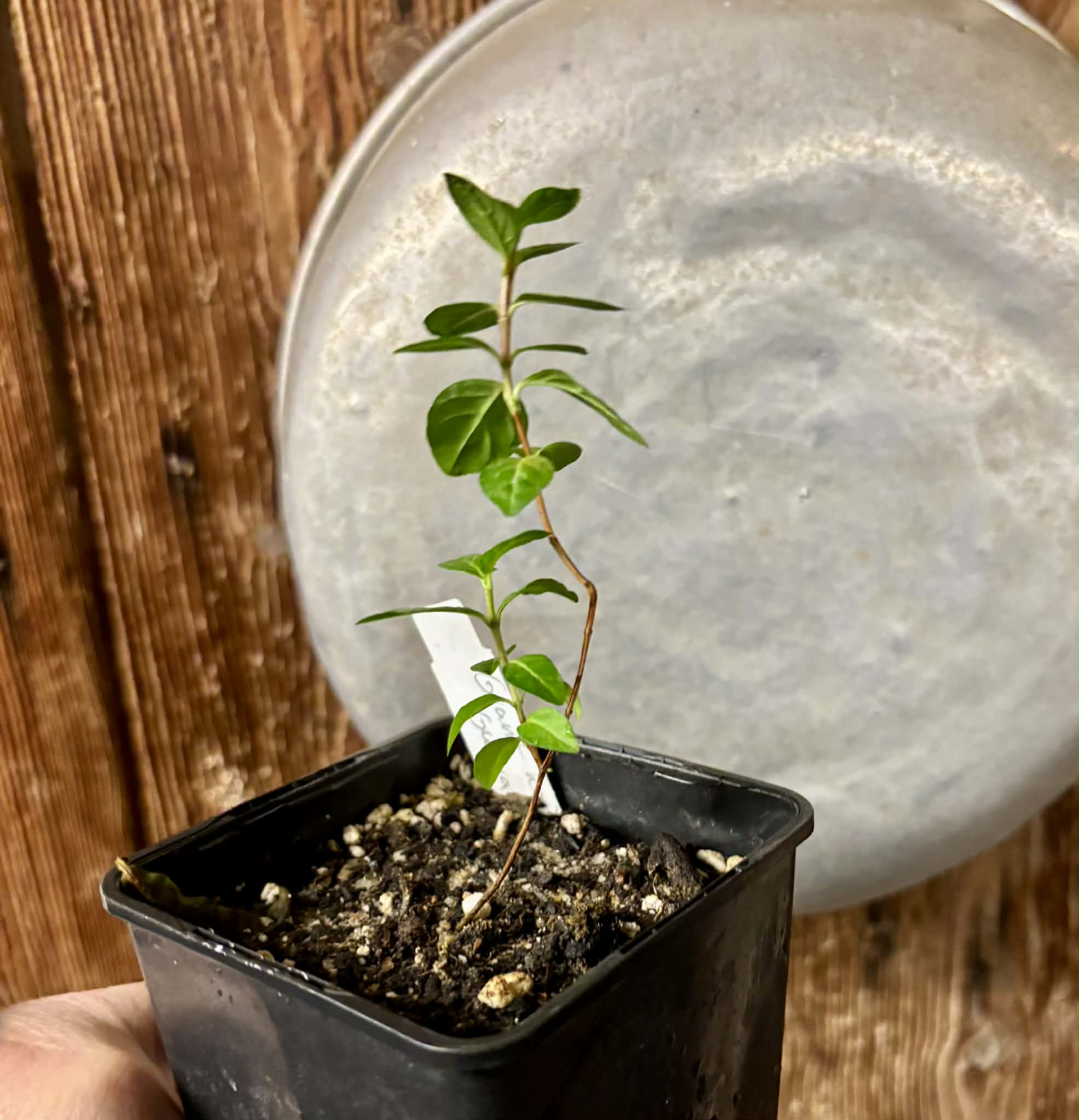 Giant Korean Guava (Psidium guajava) - 1 small potted seedling / 1 kleiner, getopfter Sämling