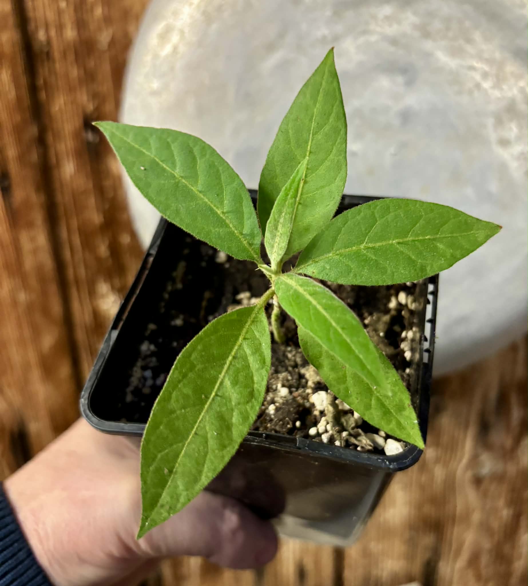 Solanum sp. Mata Escura - 1 potted plant / 1 getopfte Pflanze