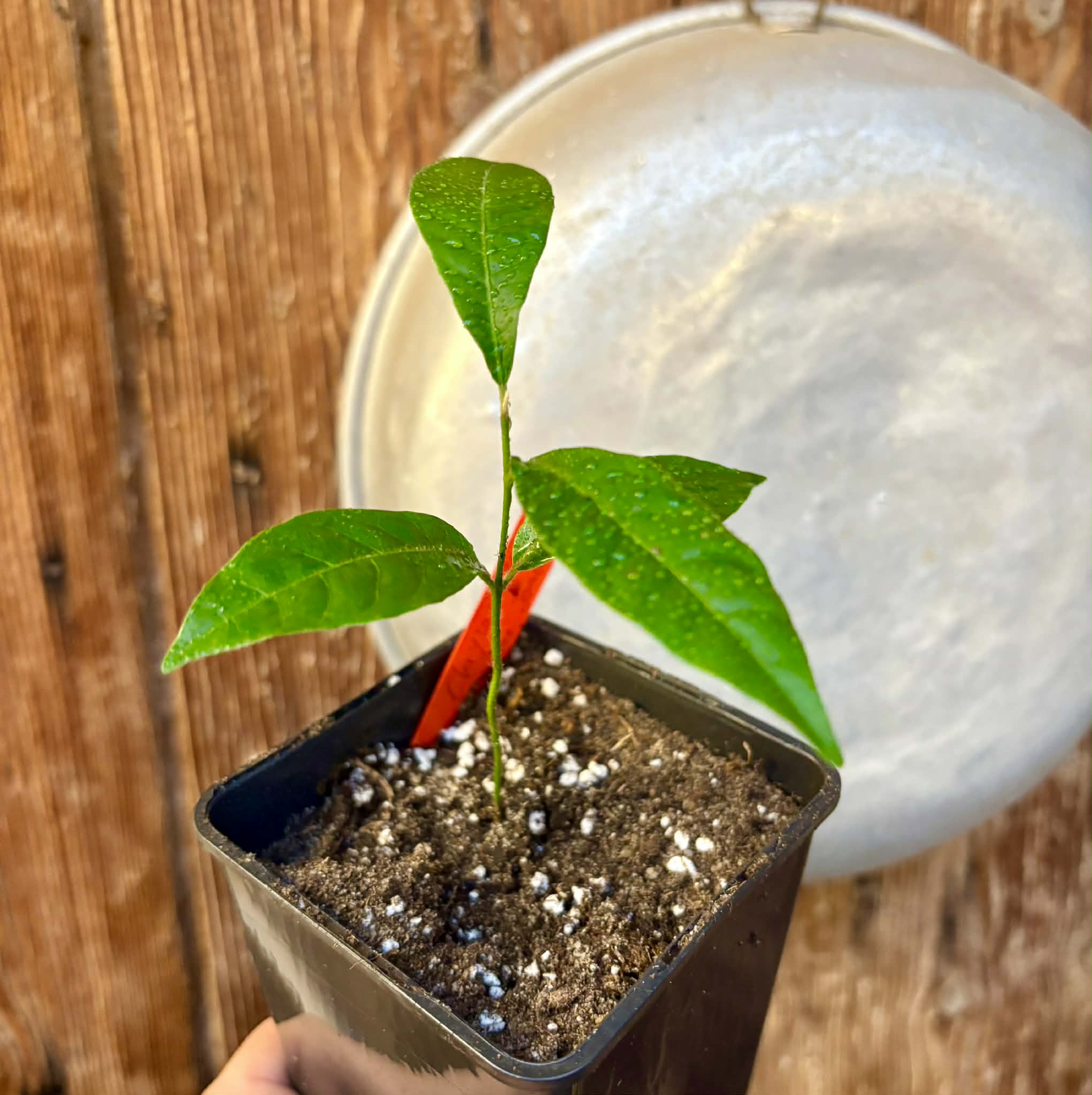 Goiapeba - Chrysophyllum sp Sao Joao - 1 potted seedling / 1 getopfter Sämling