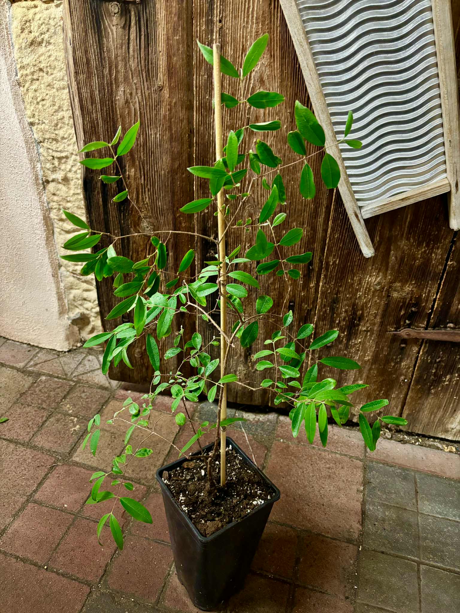 4 years old - Uvaia do Visconde (Eugenia beaurepairiana) - 1 potted plant / 1 getopfte Pflanze