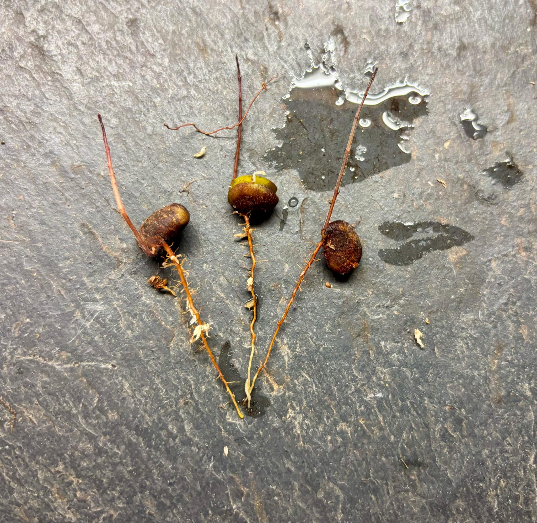 Neomitranthes sp Observatorio - 1 germinated seed / 1 gekeimter Samen