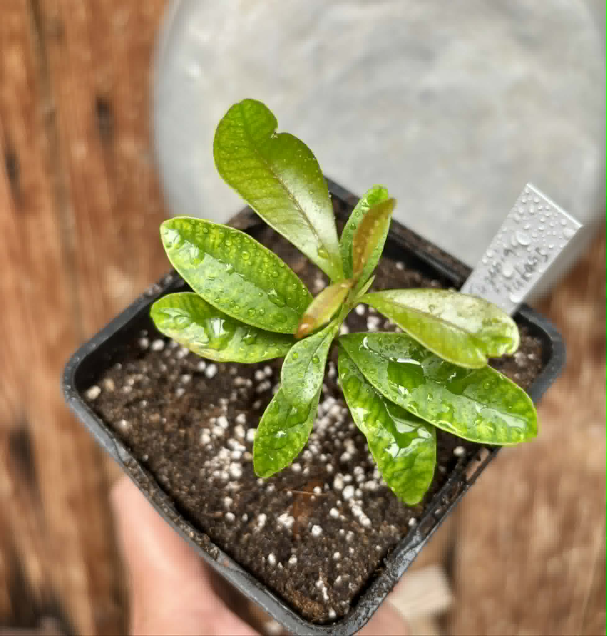 Eugenia nutans - 1 potted seedling / 1 getopfter Sämling