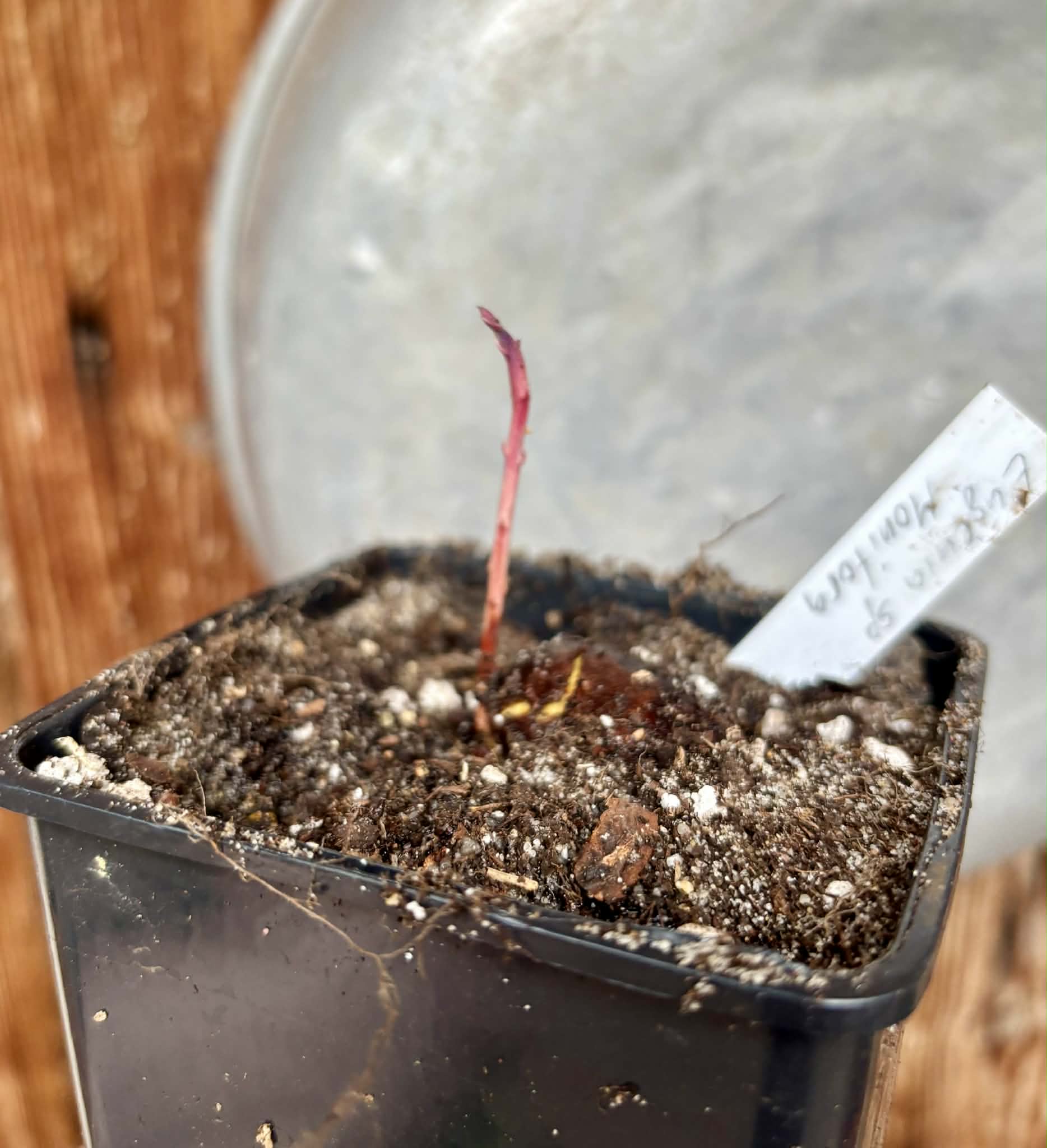Eugenia sp Monitora - 1 potted seedling / 1 getopfter Sämling