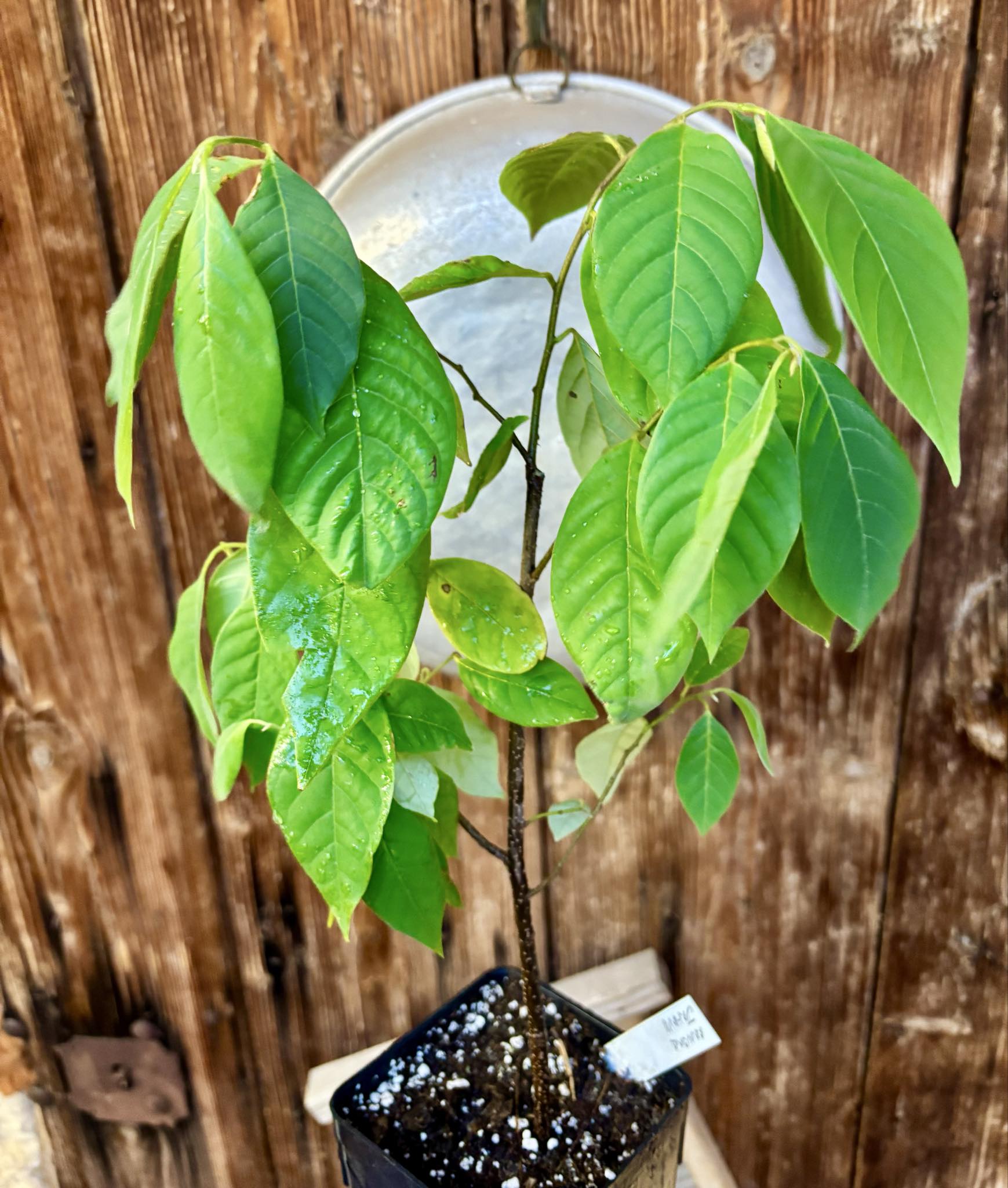 2.5 years old - Annona jahnii - 1 potted plant / 1 getopfte Pflanze