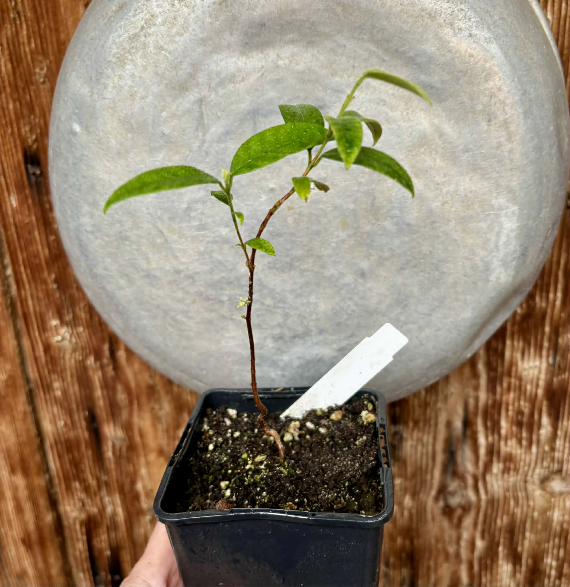 Eugenia oblongata - 1 potted plant / 1 getopfte Pflanze