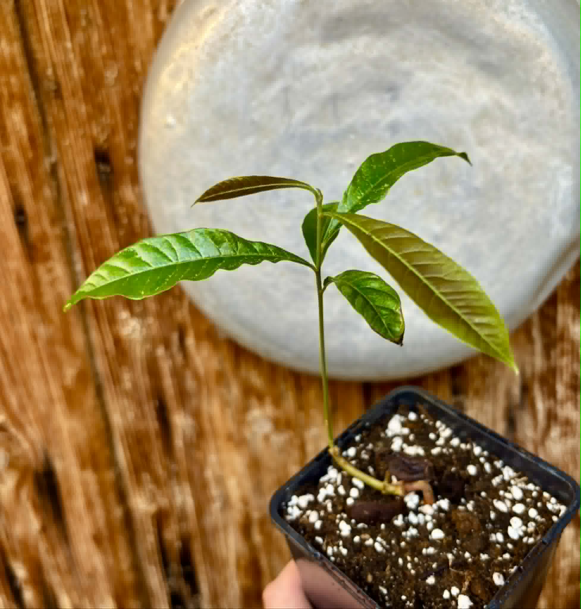 Pradosia sp Rondonia - 1 potted seedling / 1 getopfter Sämling