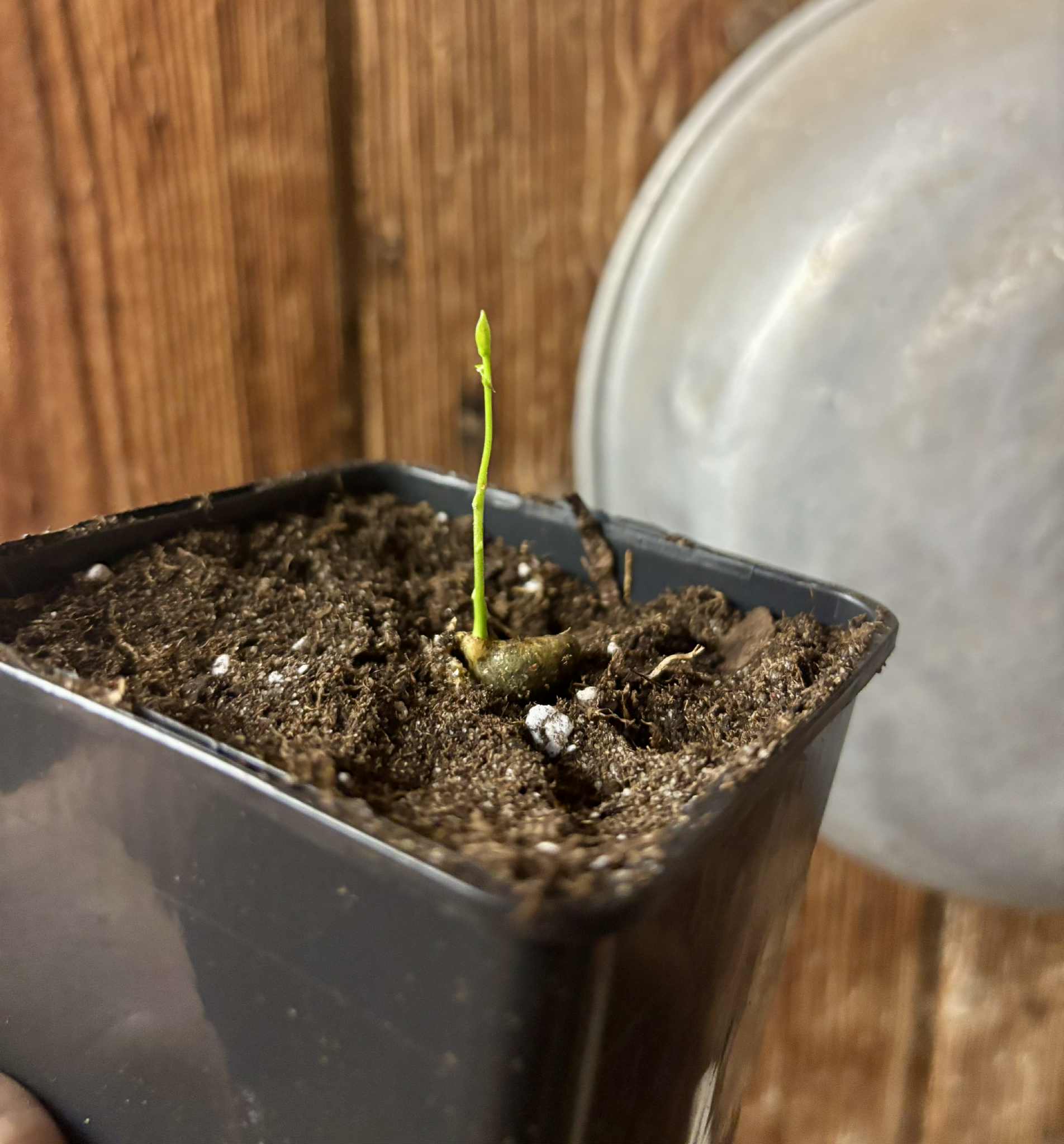 Eugenia arvensis - 1 potted seedling / 1 getopfter Sämling