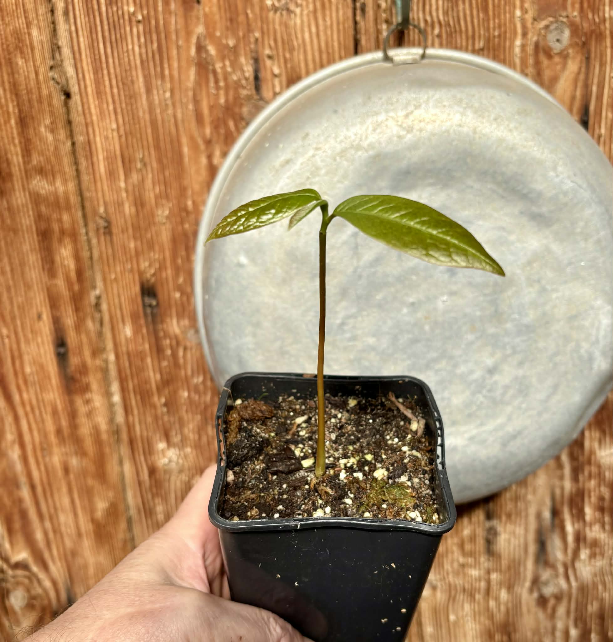 Annona purpurea - Soncoya -  1 potted seedling / 1 getopfter Sämling
