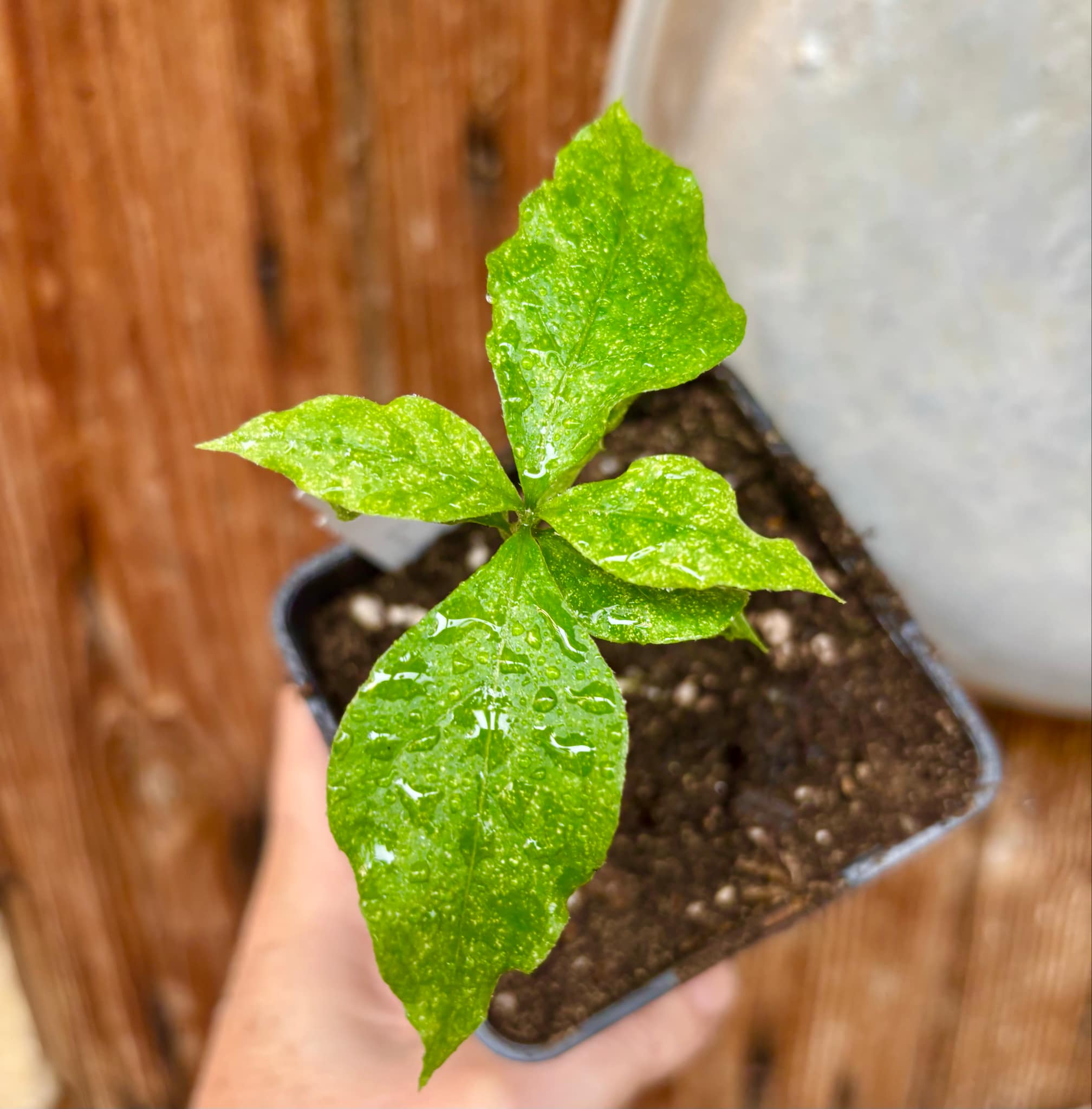 Peanutbutter Fruit (Bunchosia glandulifera) - 1 potted plant / 1 getopfte Pflanze