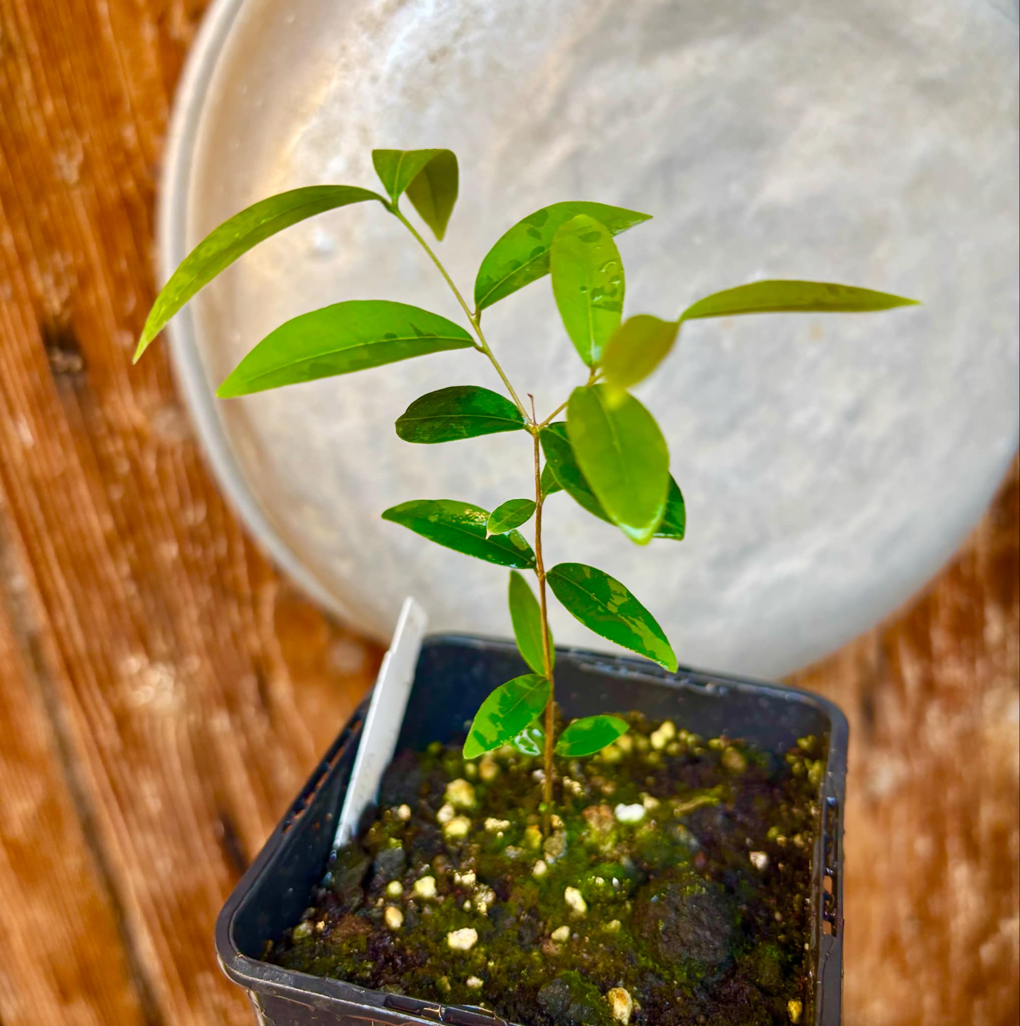 Uvaia do Campo - Eugenia lutescens -  1 small potted seedling / 1 kleiner, getopfter Sämling