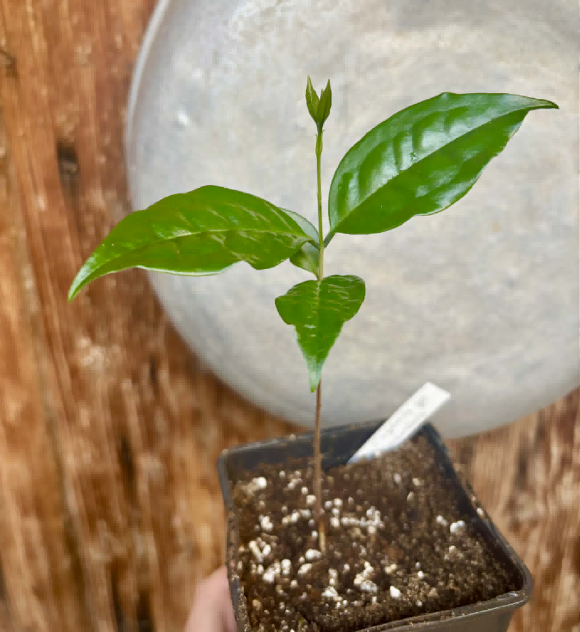 Eugenia sp Carambola - 1 potted seedling / 1 getopfter Sämling