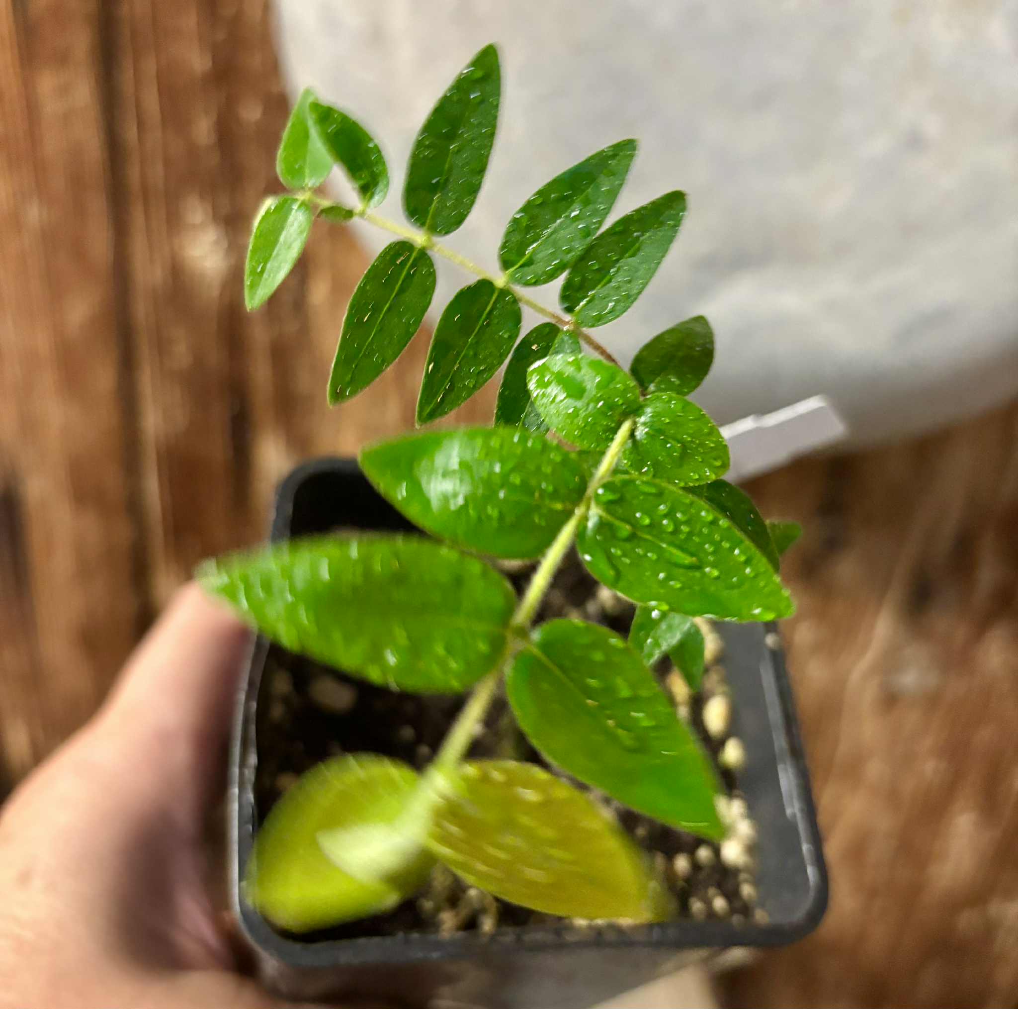 Myrciaria pilosa - 1 small potted seedling / 1 kleiner getopfter Sämling Myrciaria pilosa - 1 small potted seedling / 1 kleiner getopfter Sämling