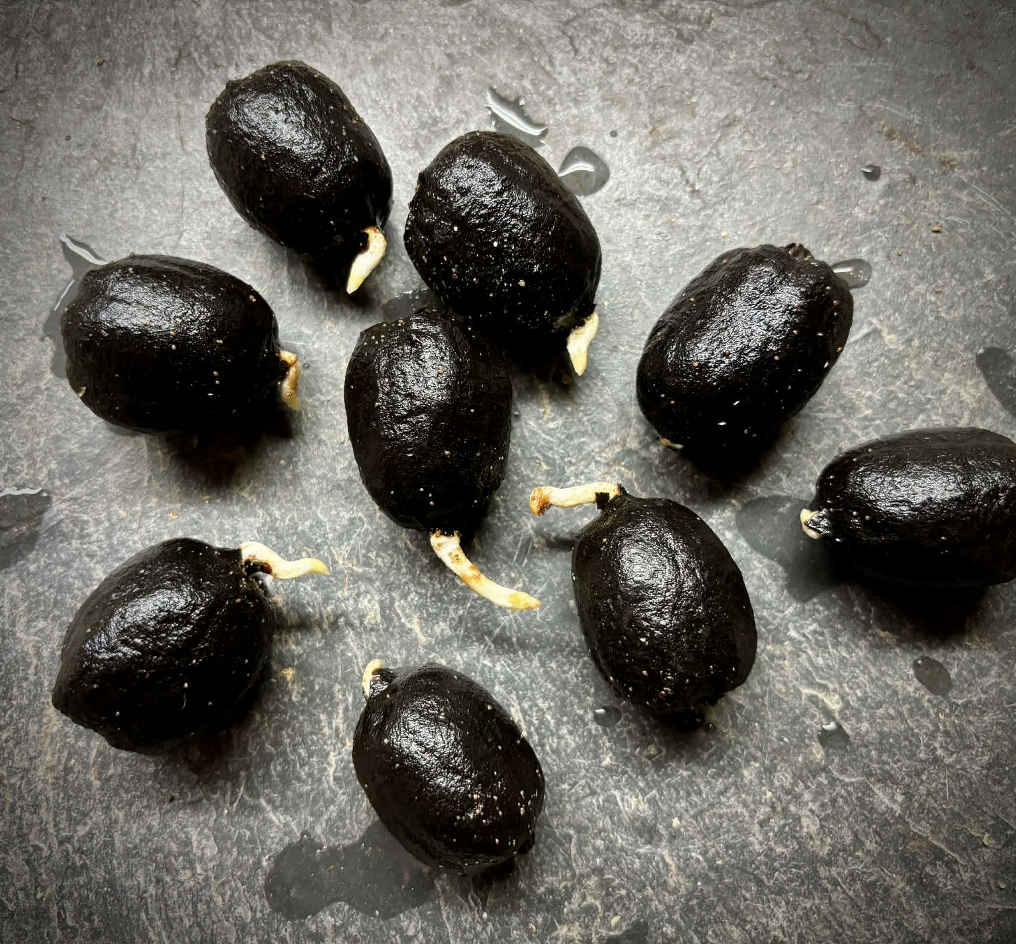 Bismarckia nobilis -  1 germinated seed / 1 gekeimter Samen