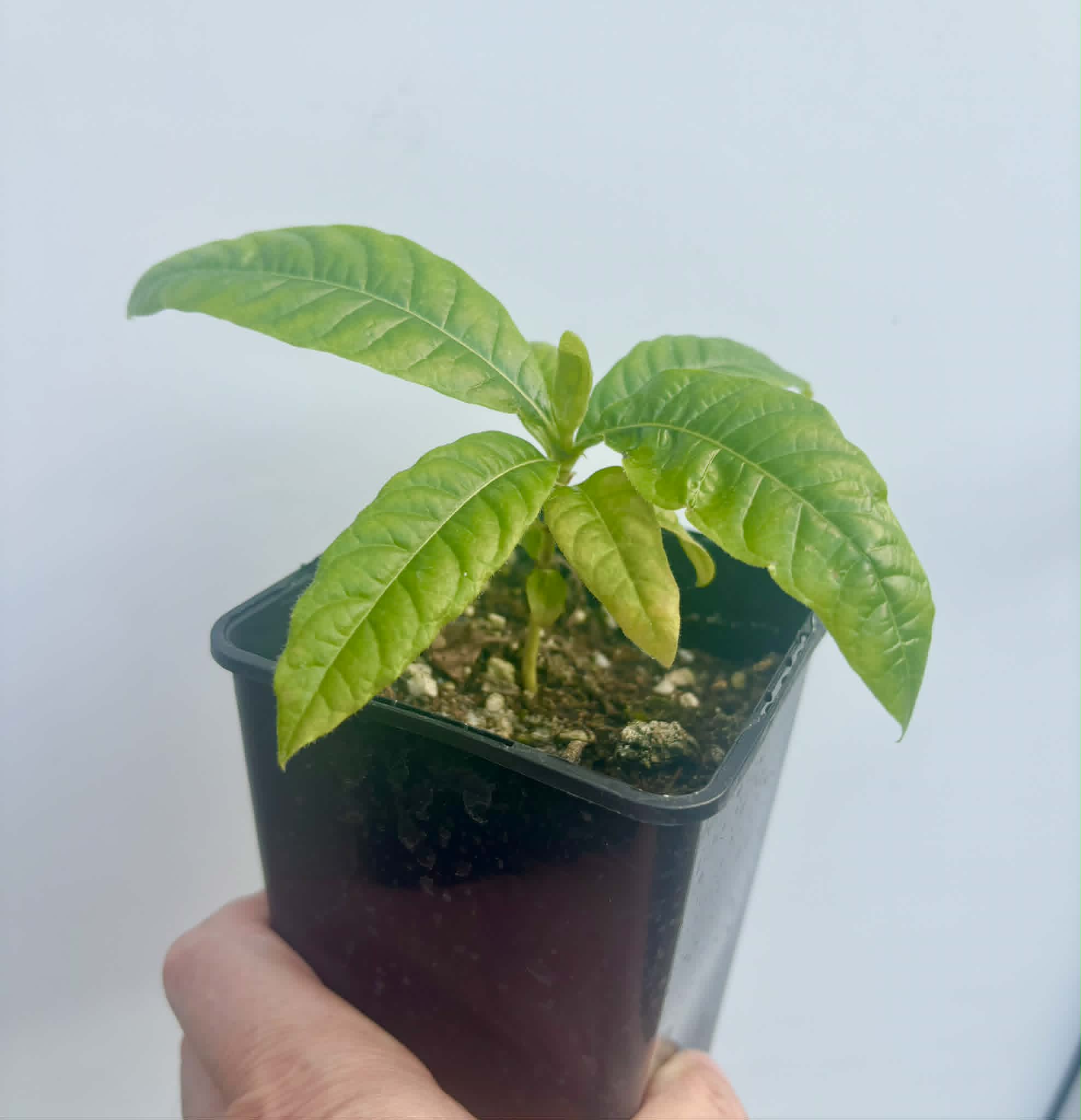 Cordiera sp Jenipapo - 1 potted seedling / 1 getopfter Sämling