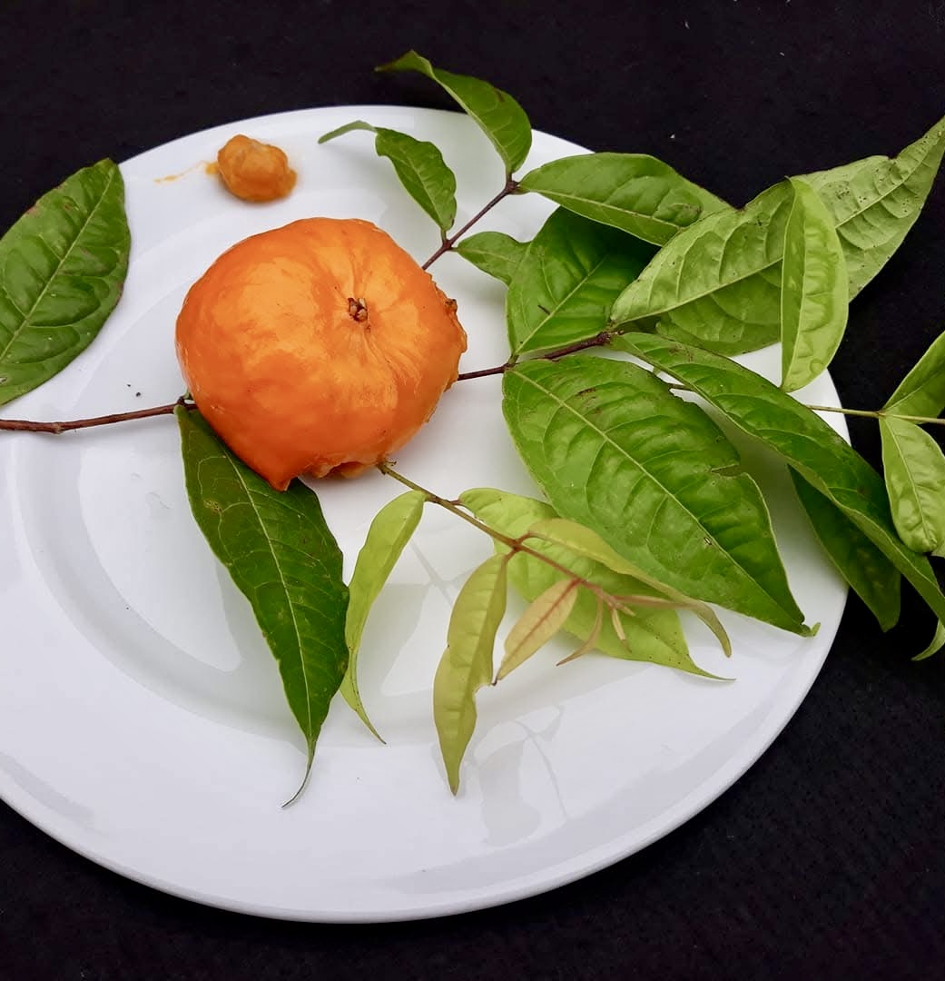 Sundrop (Eugenia victoriana) -  1 fresh seed / 1 frischer Samen