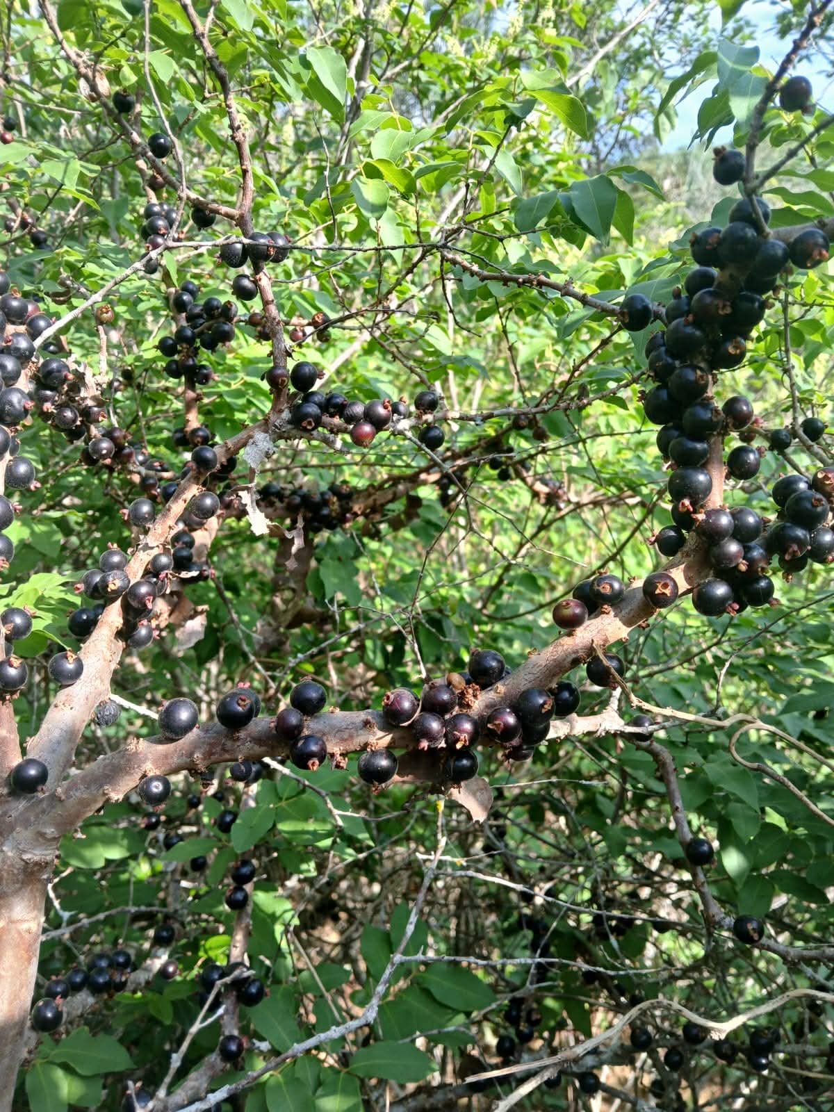 Pre Order - Jaboticaba de Rama (Guapurium sp de Rama) -  1 fresh seed / 1 frischer Samen